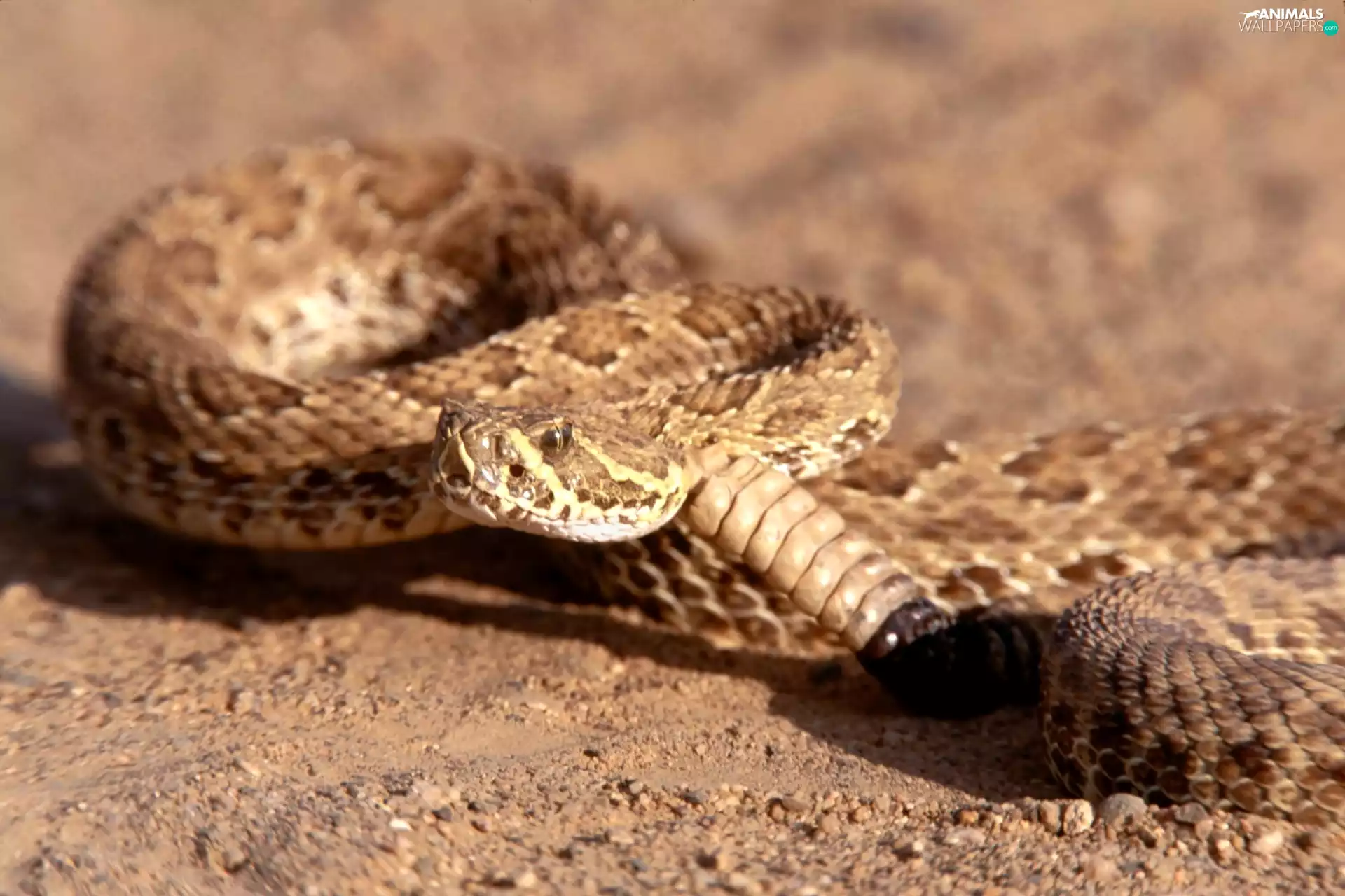 horned rattlesnake