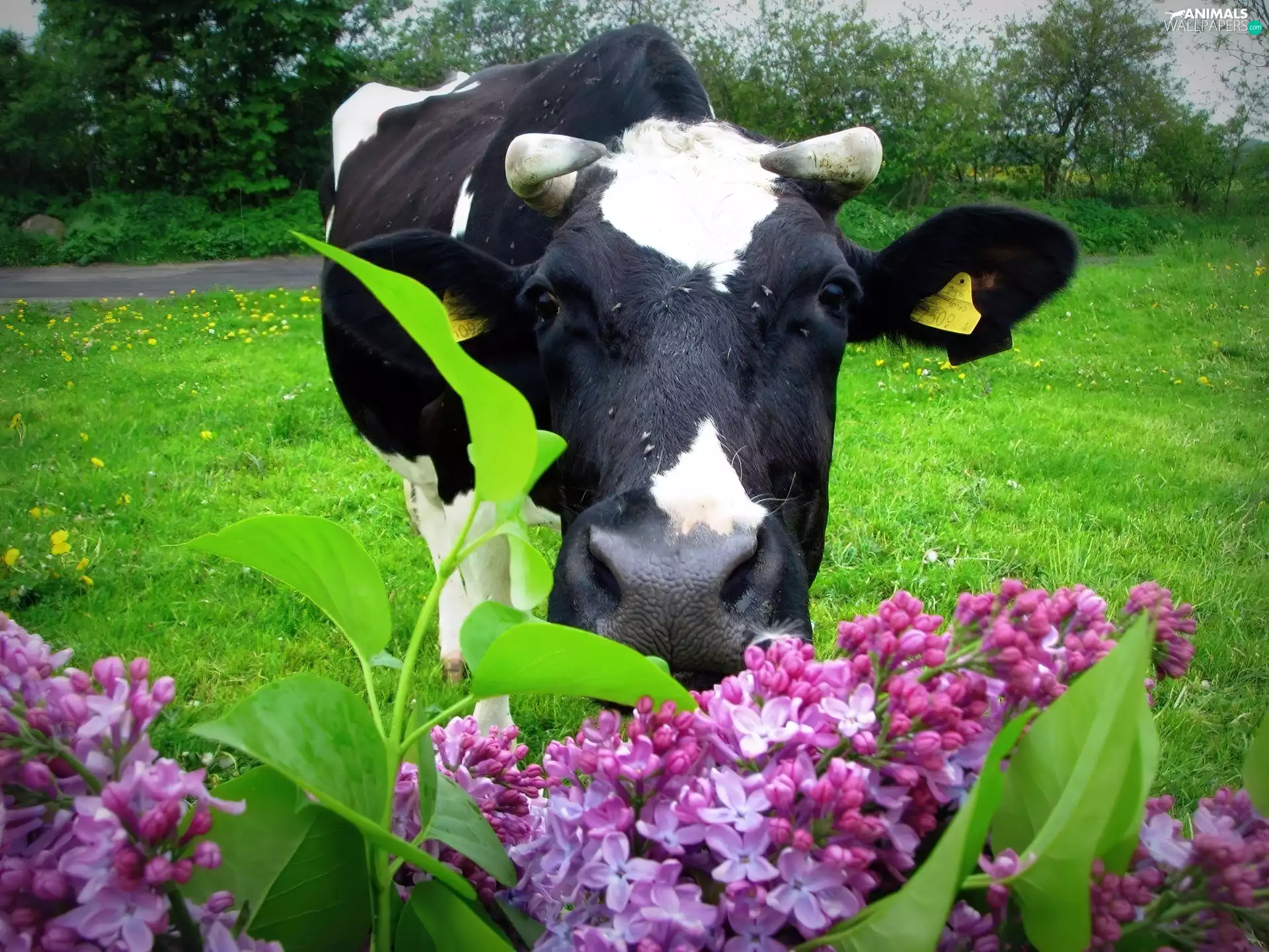 Cow, without, pasture, horns