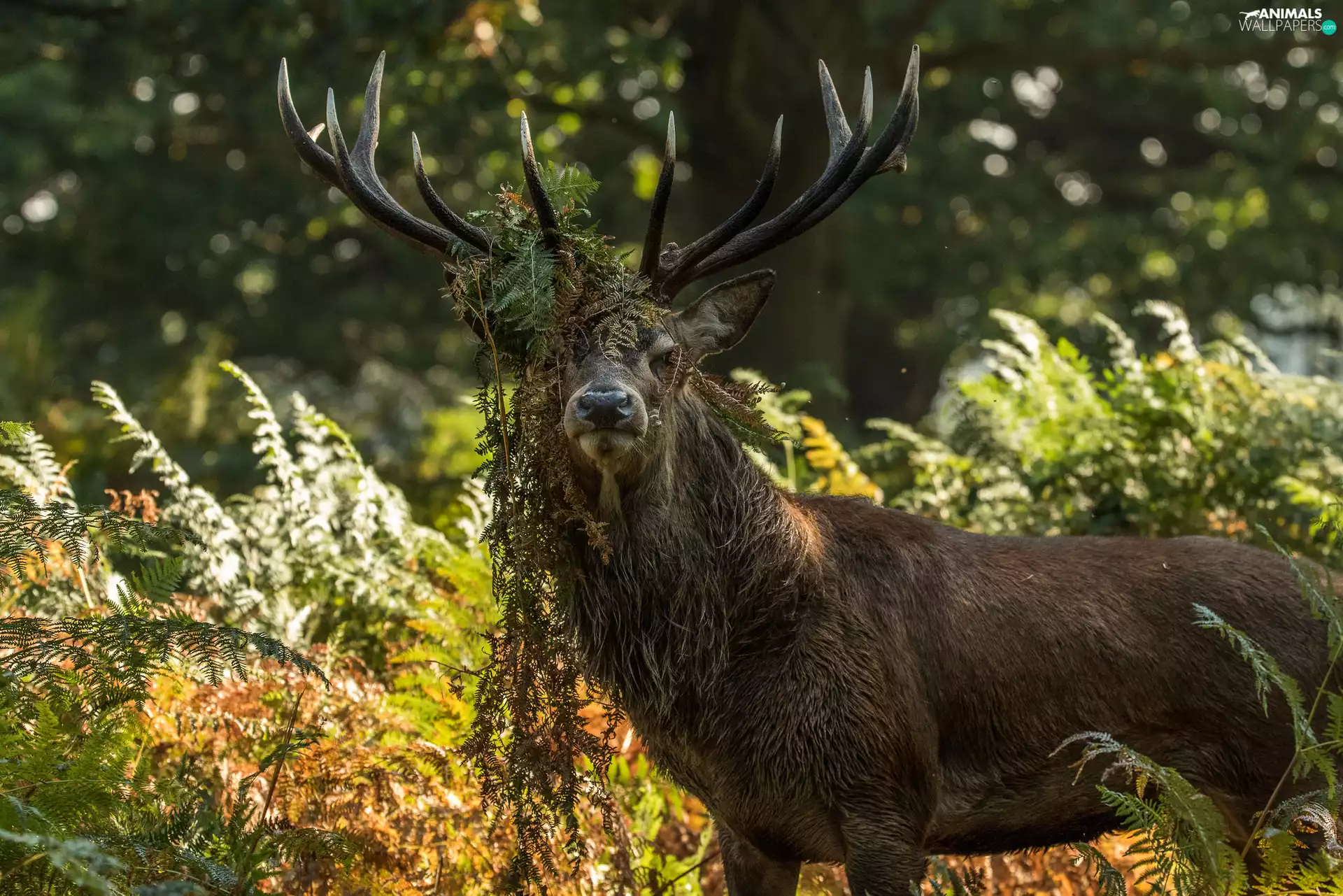 deer, Plants, fern, horns