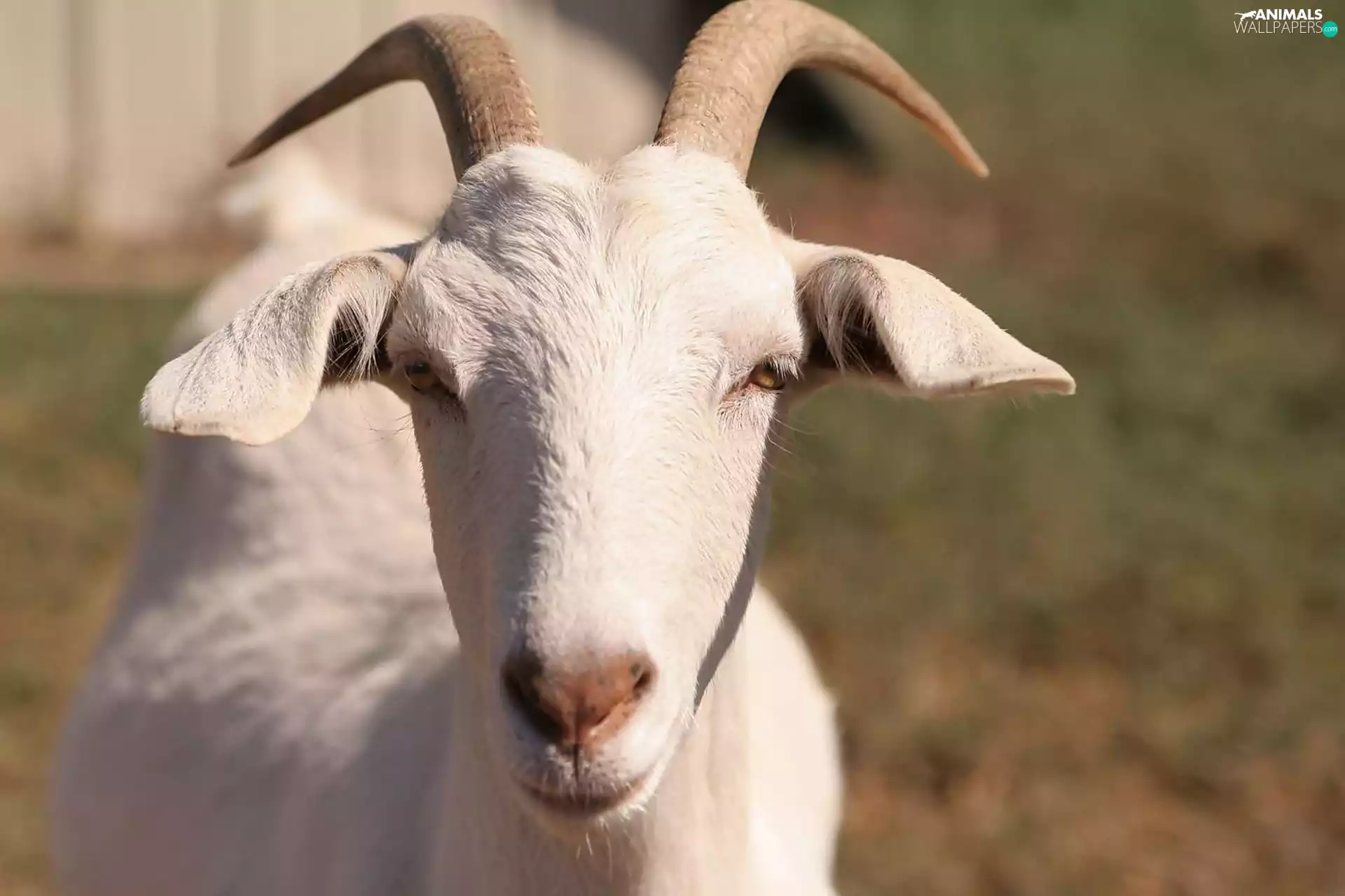 horns, White, goat