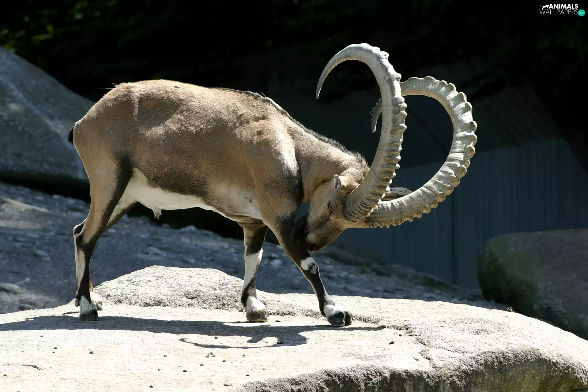 horns, goat, Twisted