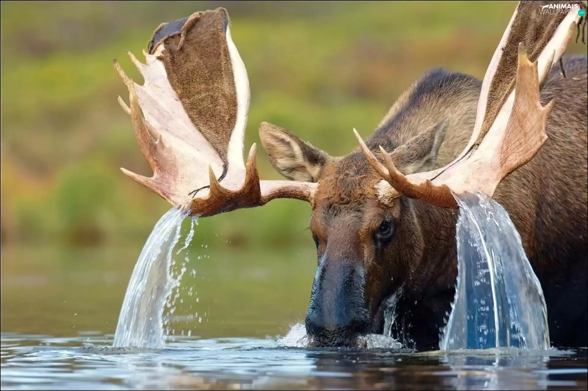 horns, moose, water