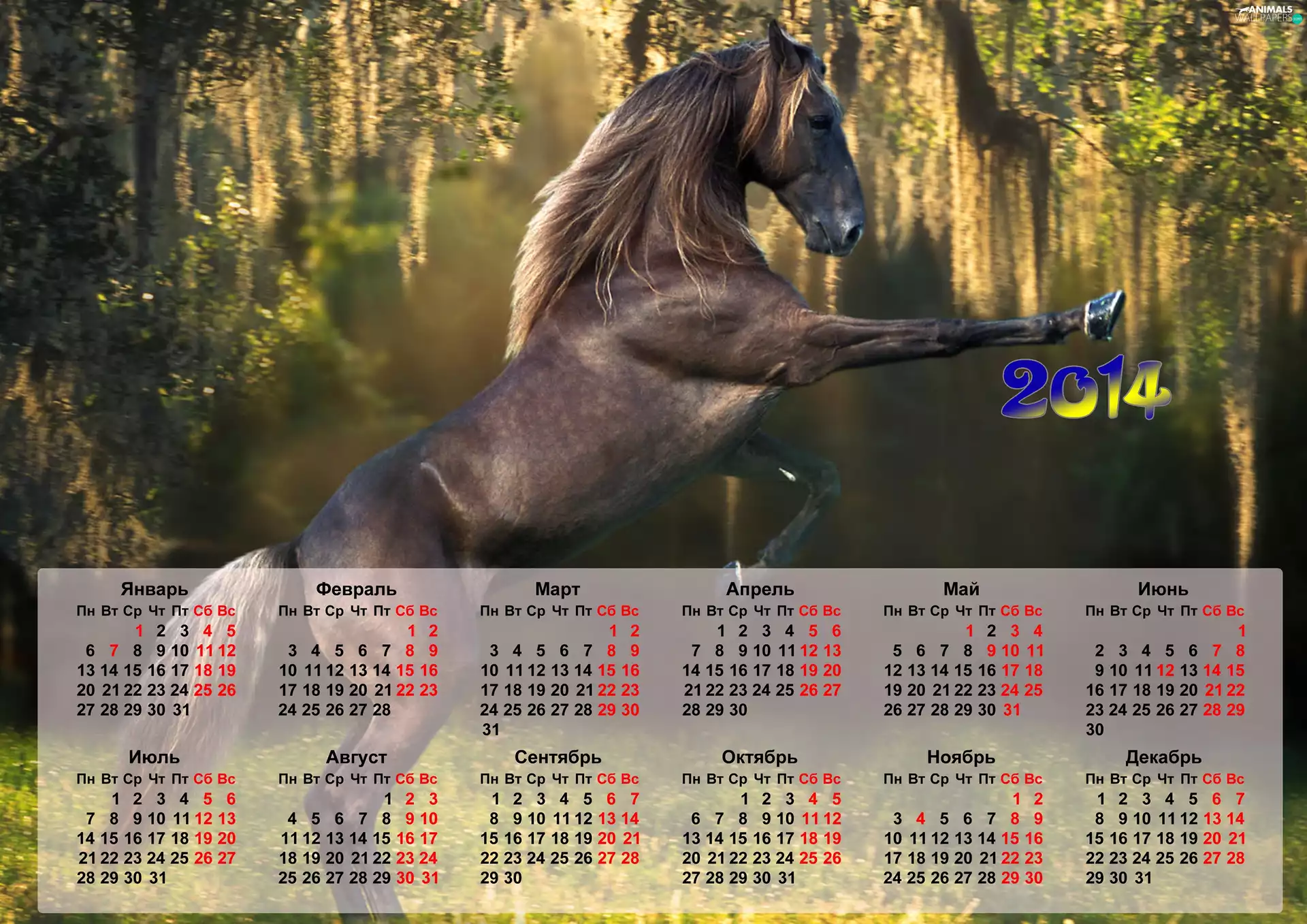 Horse, Calendar, 2014