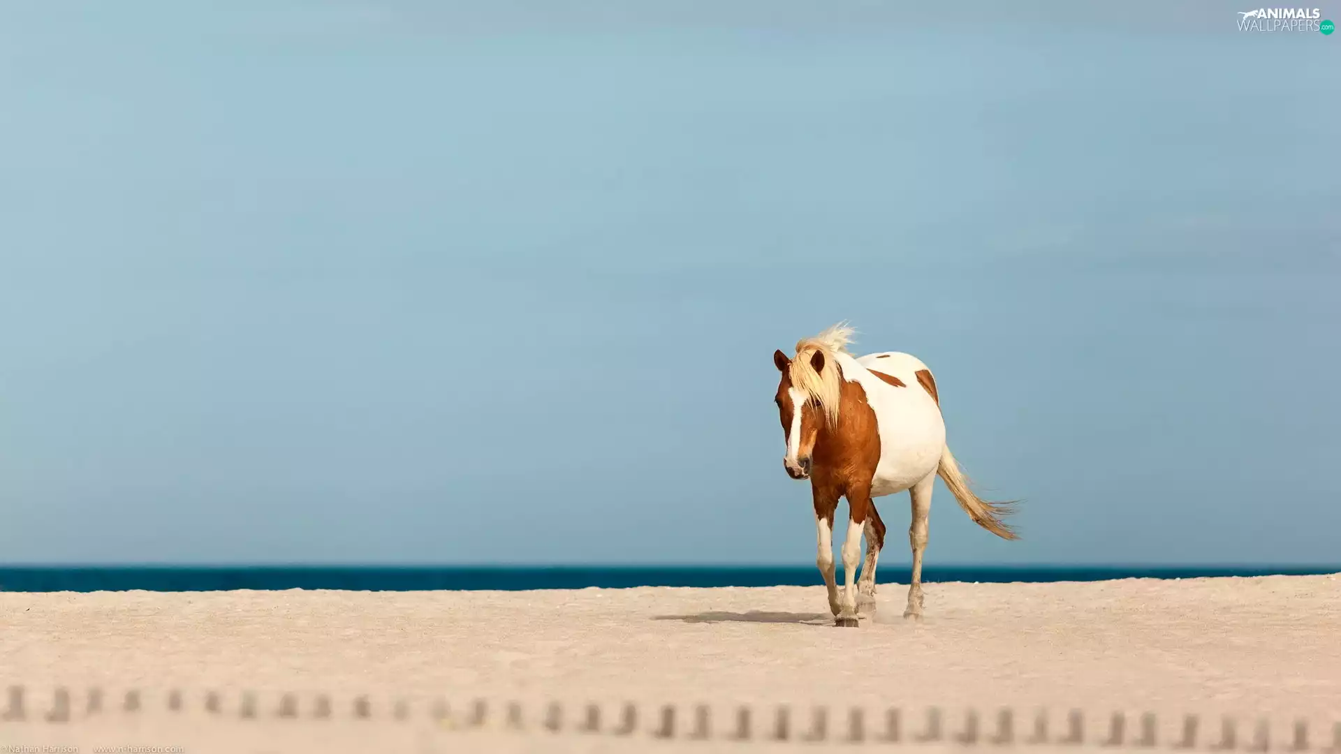Horse, Beaches
