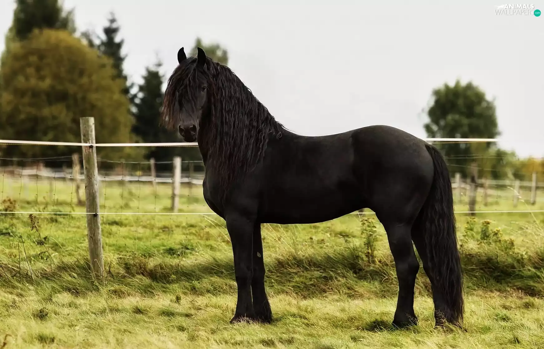Black, grass, fence, Horse