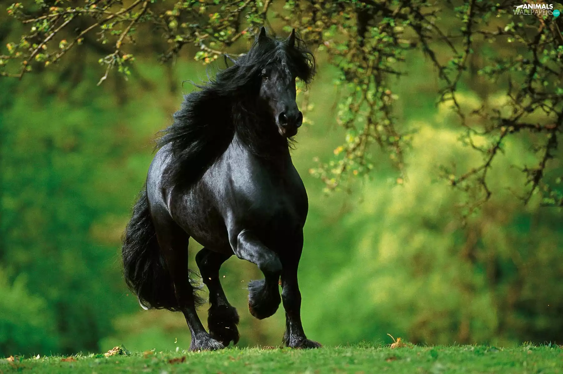 Black, long, mane, Horse