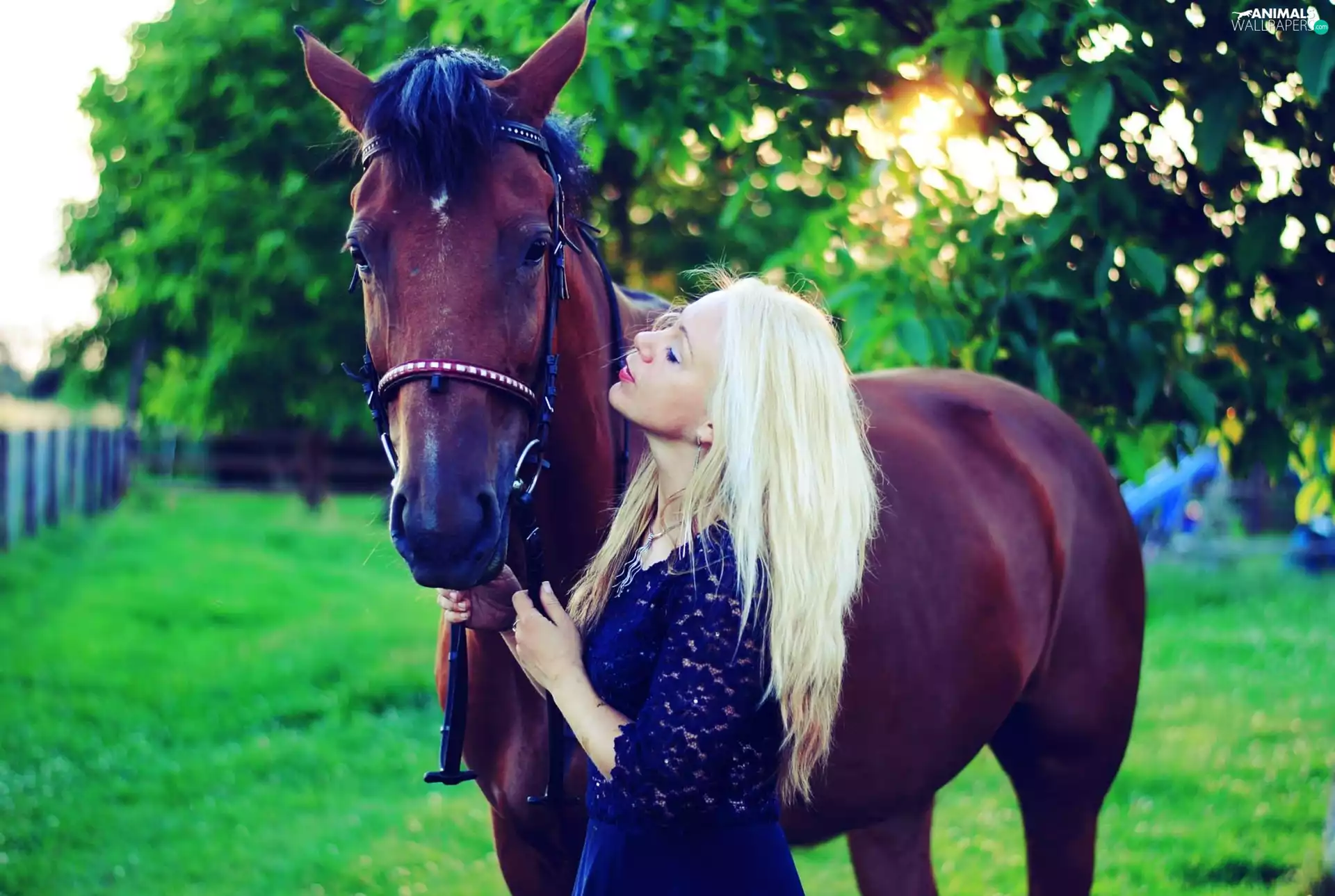 Horse, Women, Blonde