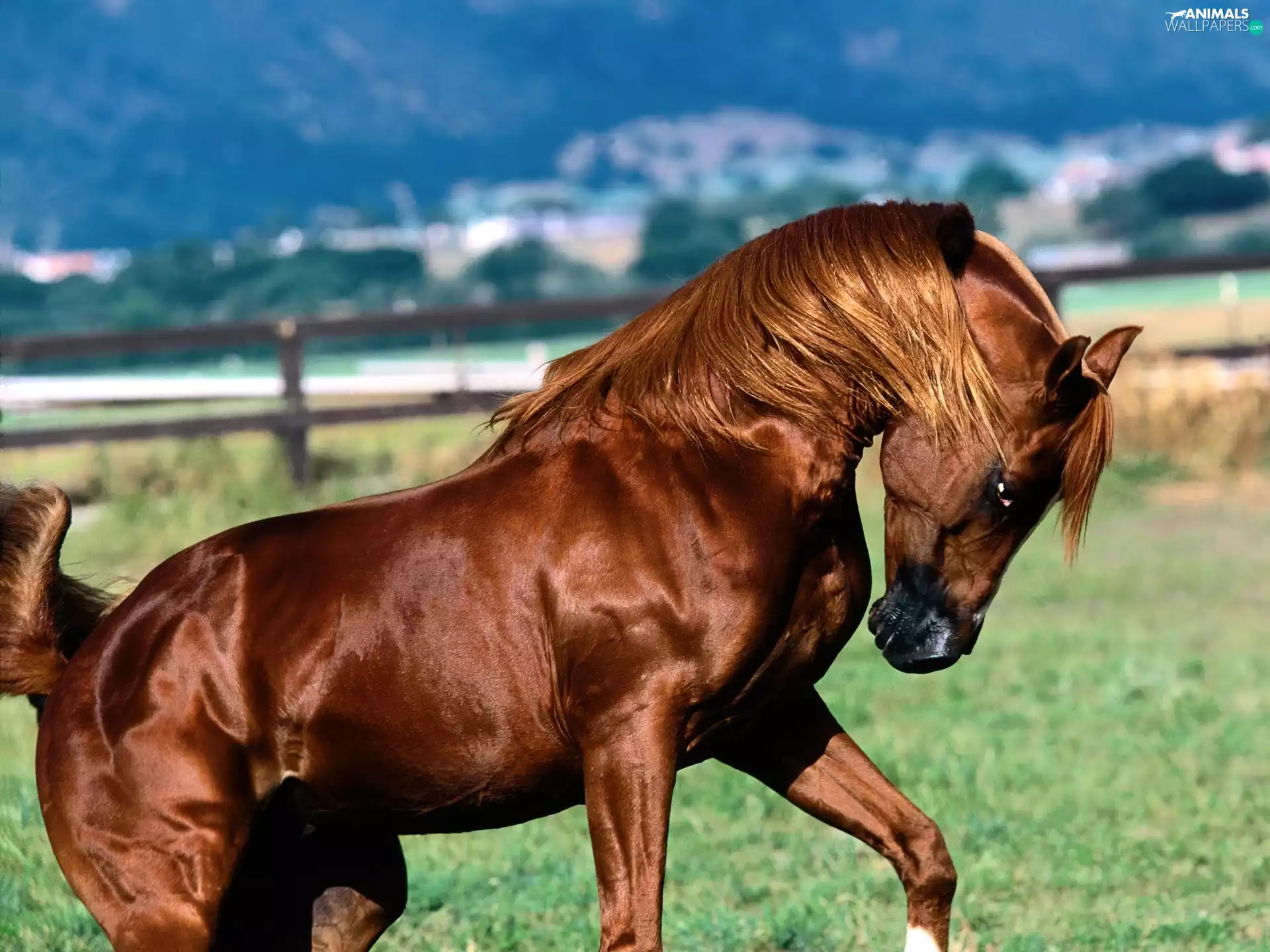 Horse, Beatyfull, Brown