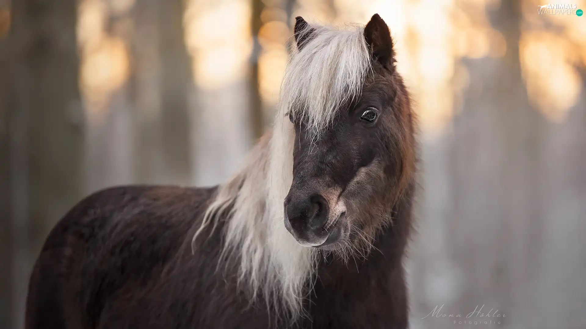 Brown, Bright, mane, Horse