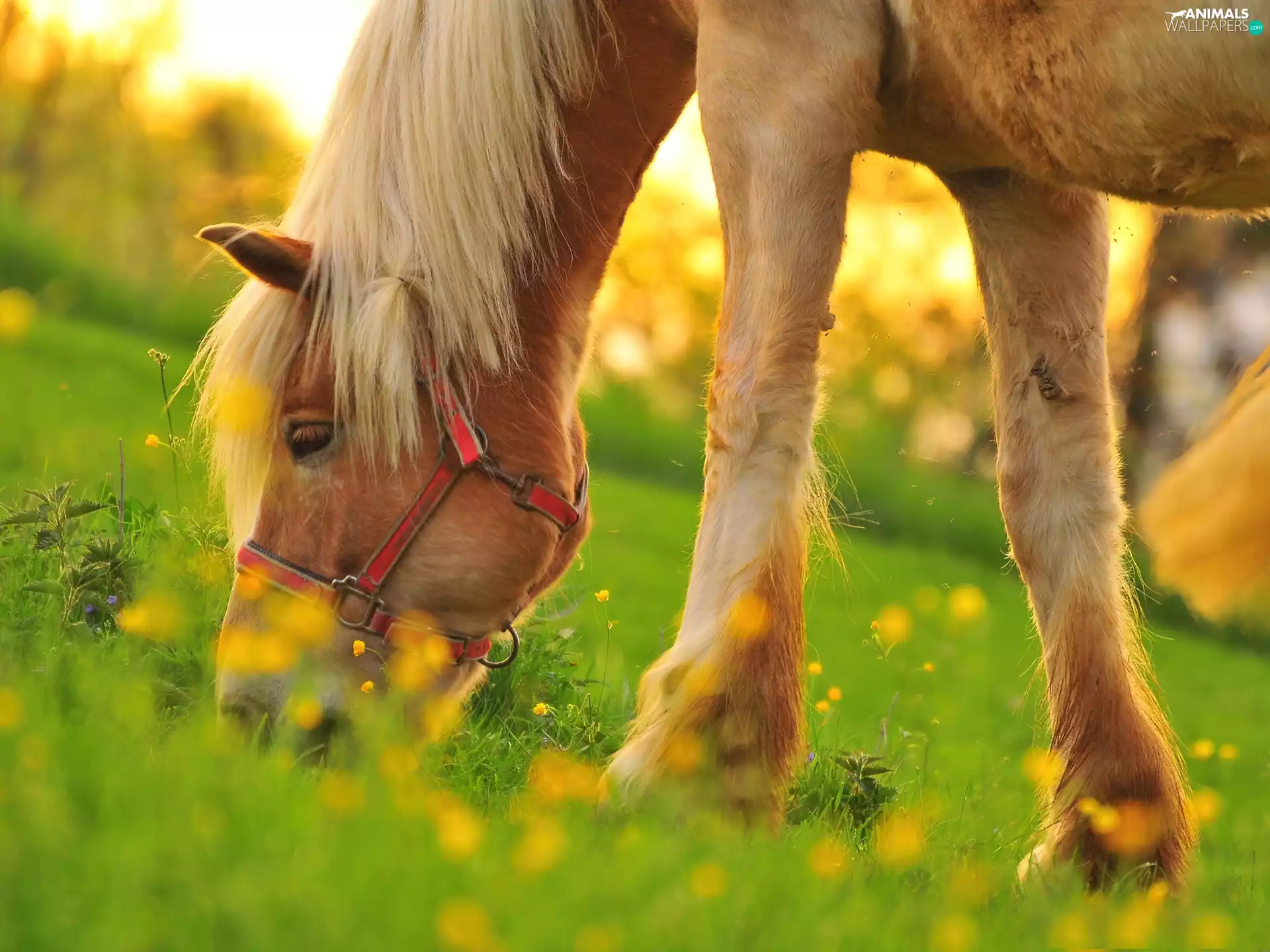 Brown, mane, Meadow, Horse