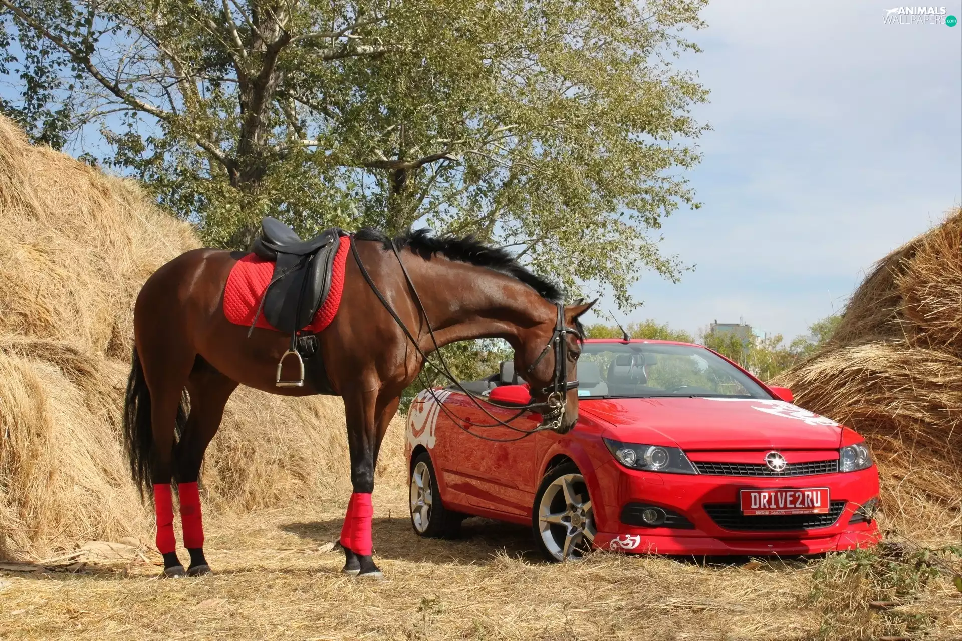 Horse, Red, car