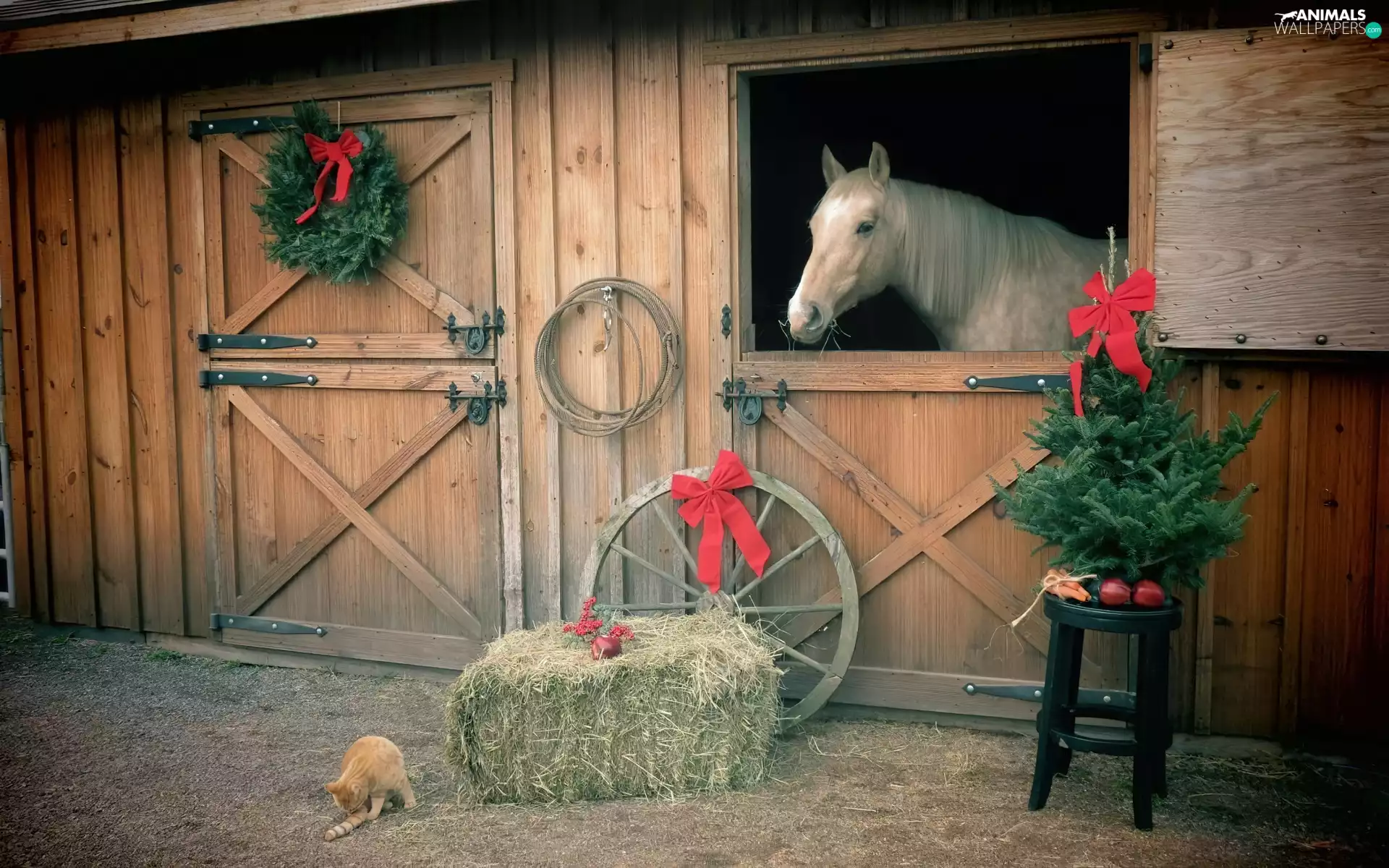 christmas tree, Stable, Horse