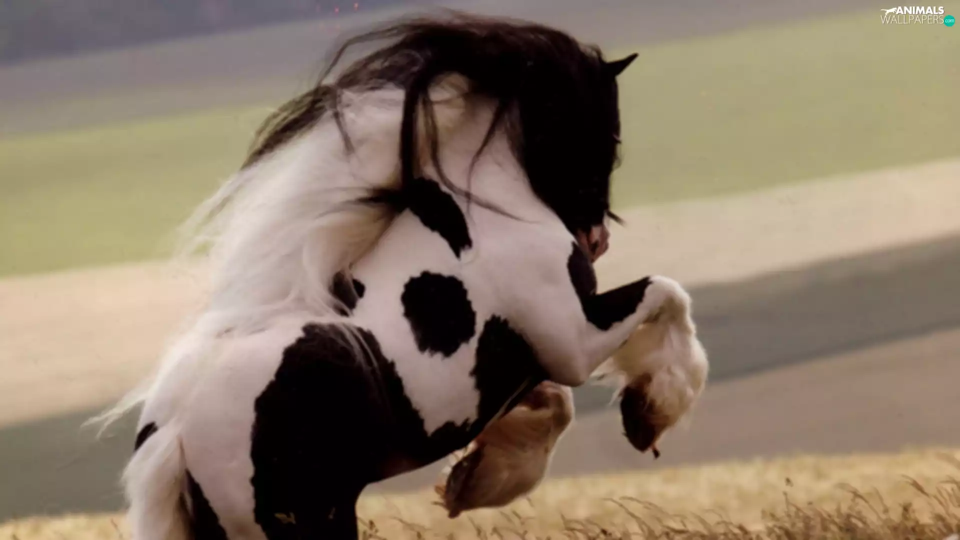 corn, small, sea-horse