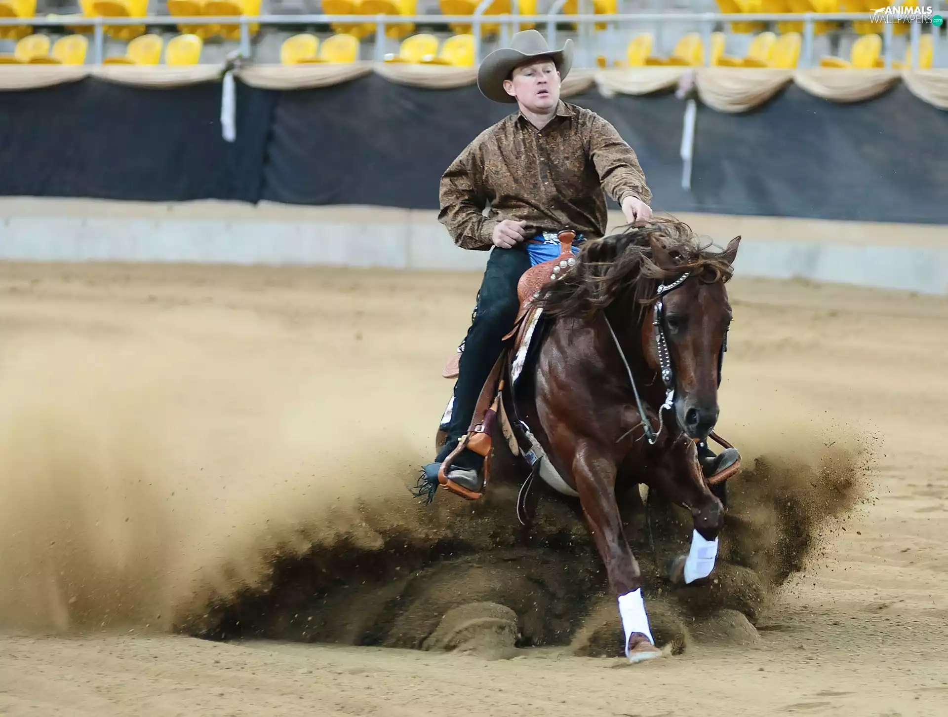 Horse, rodeo, cowboy