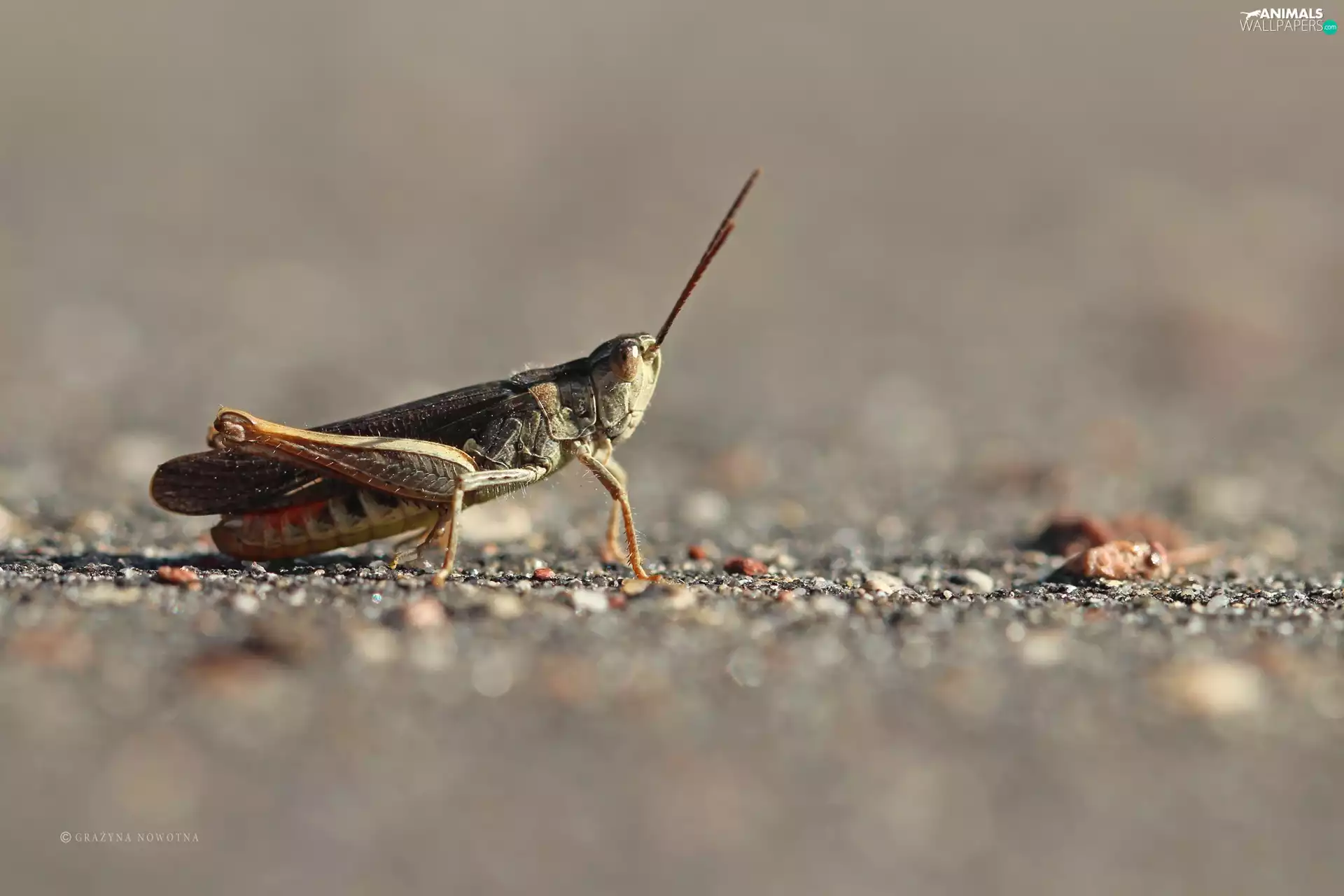sea-horse, cricket, Insect, field
