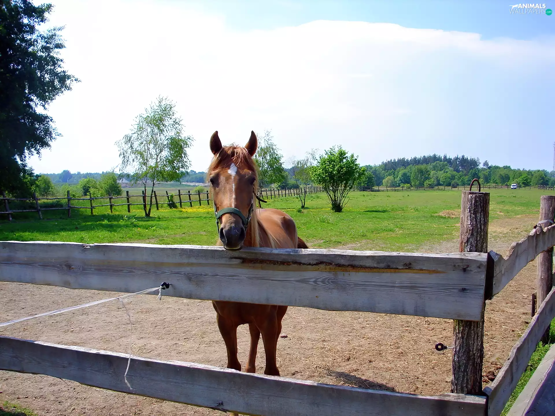 Horse, fence