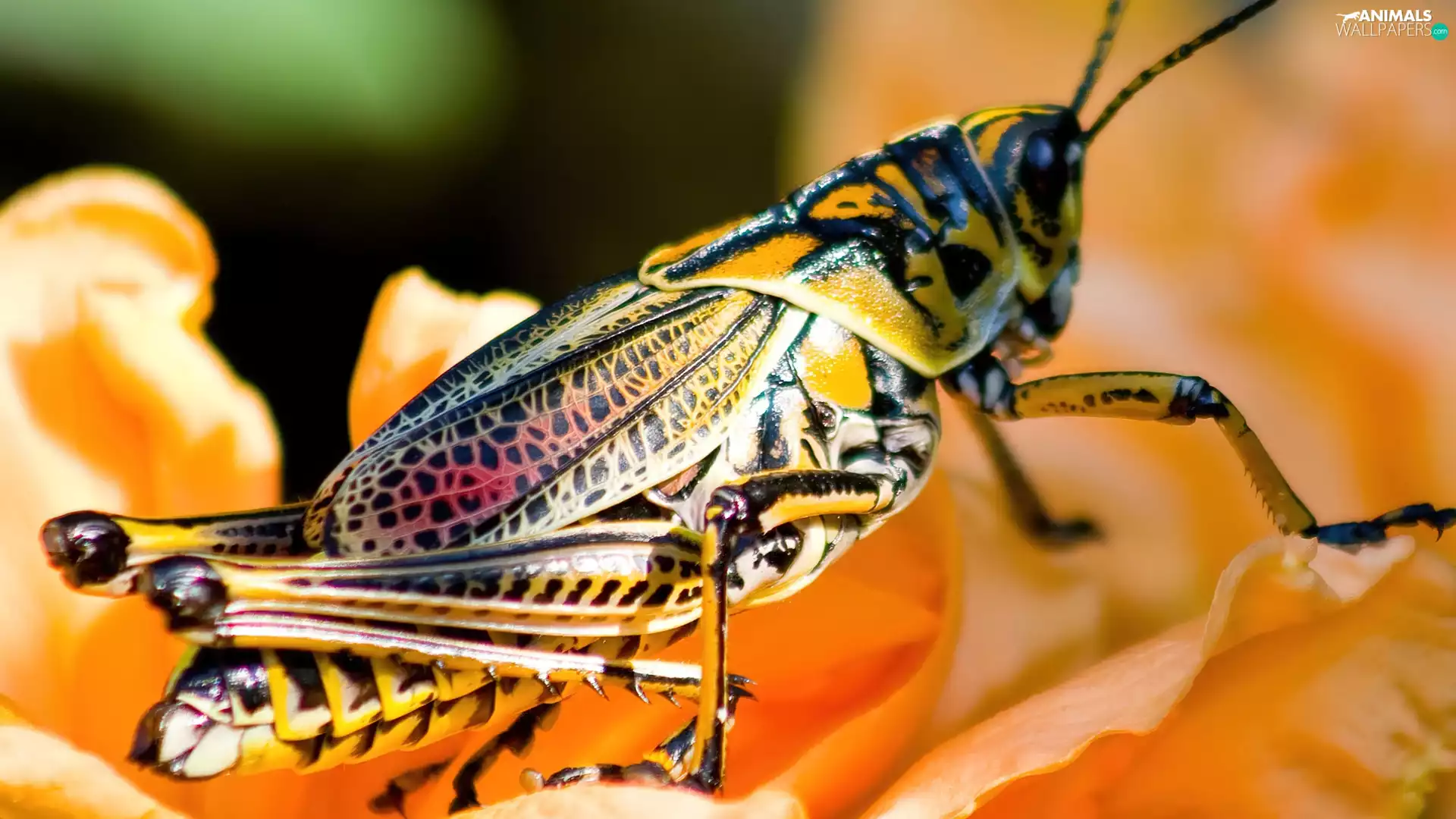 field, color, sea-horse