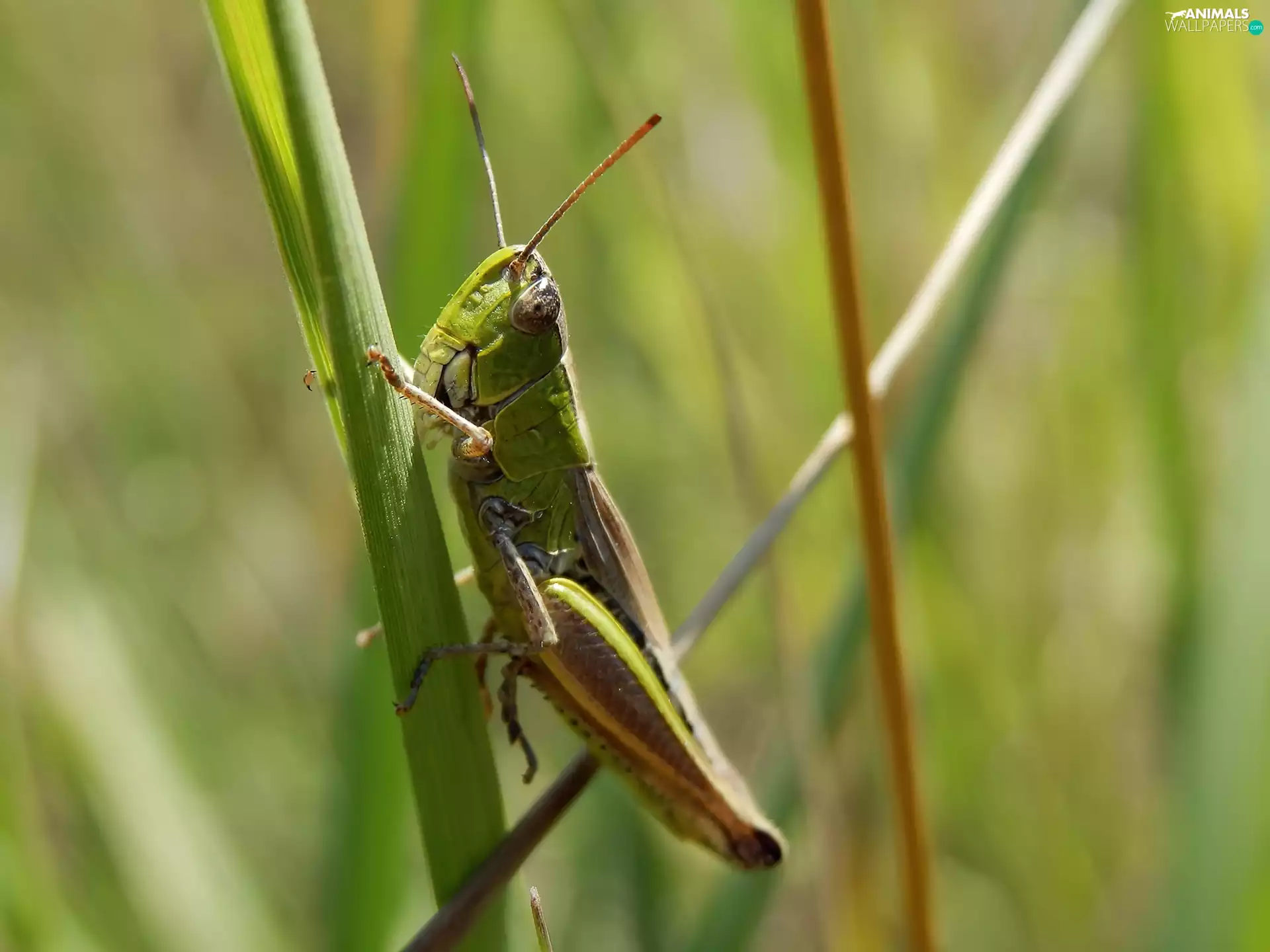 field, Green, sea-horse