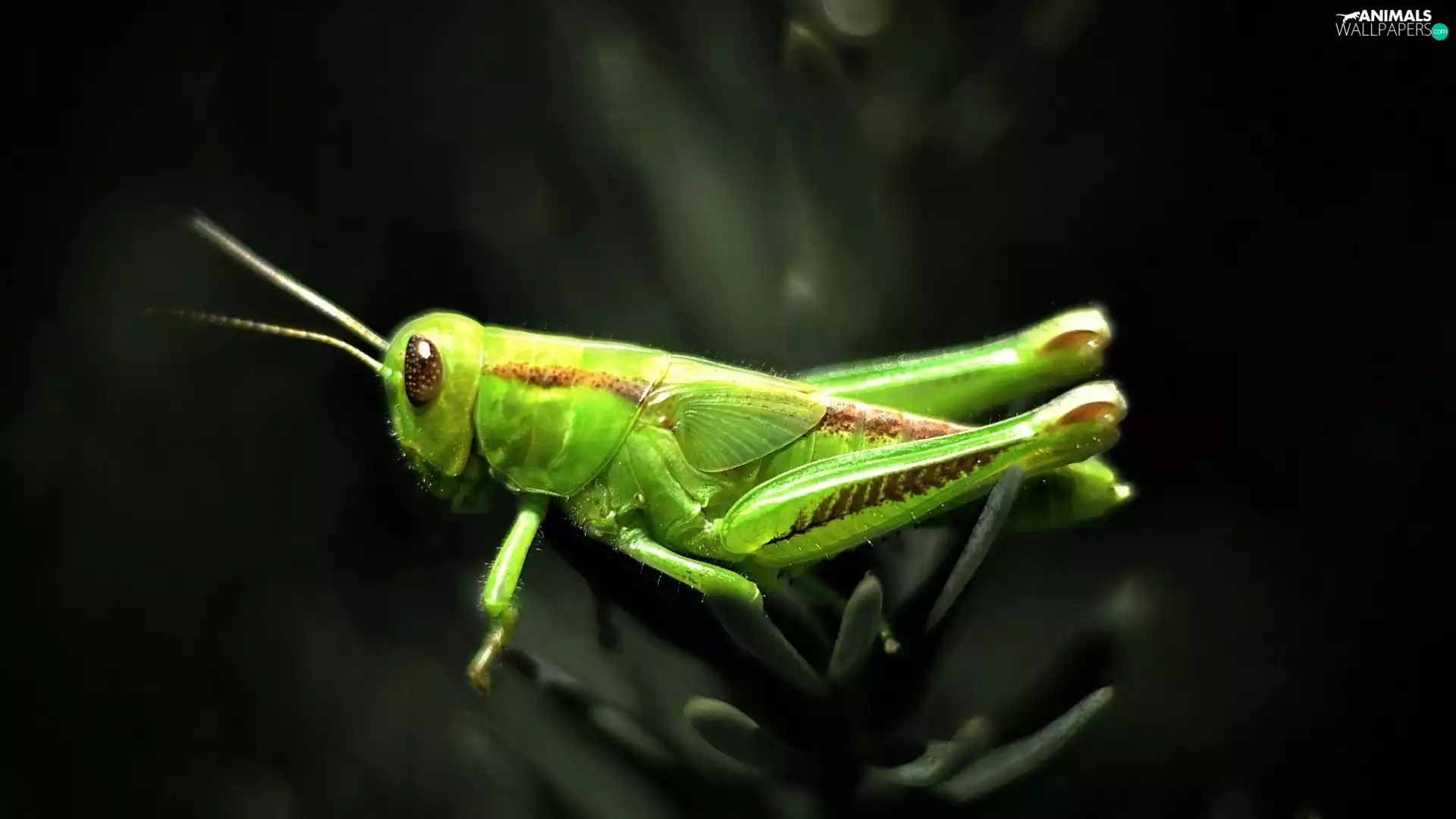 field, Green, sea-horse