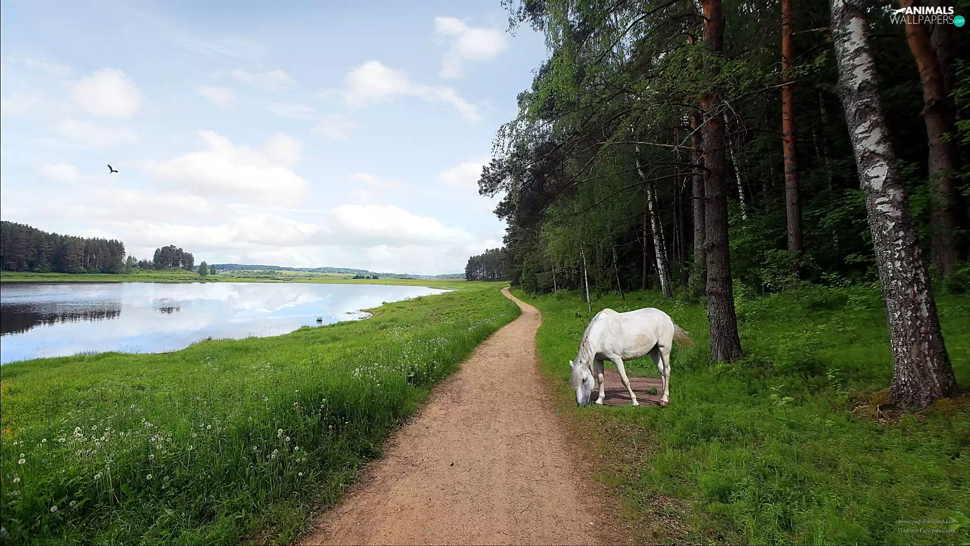 White, Horse, forest, Path, River