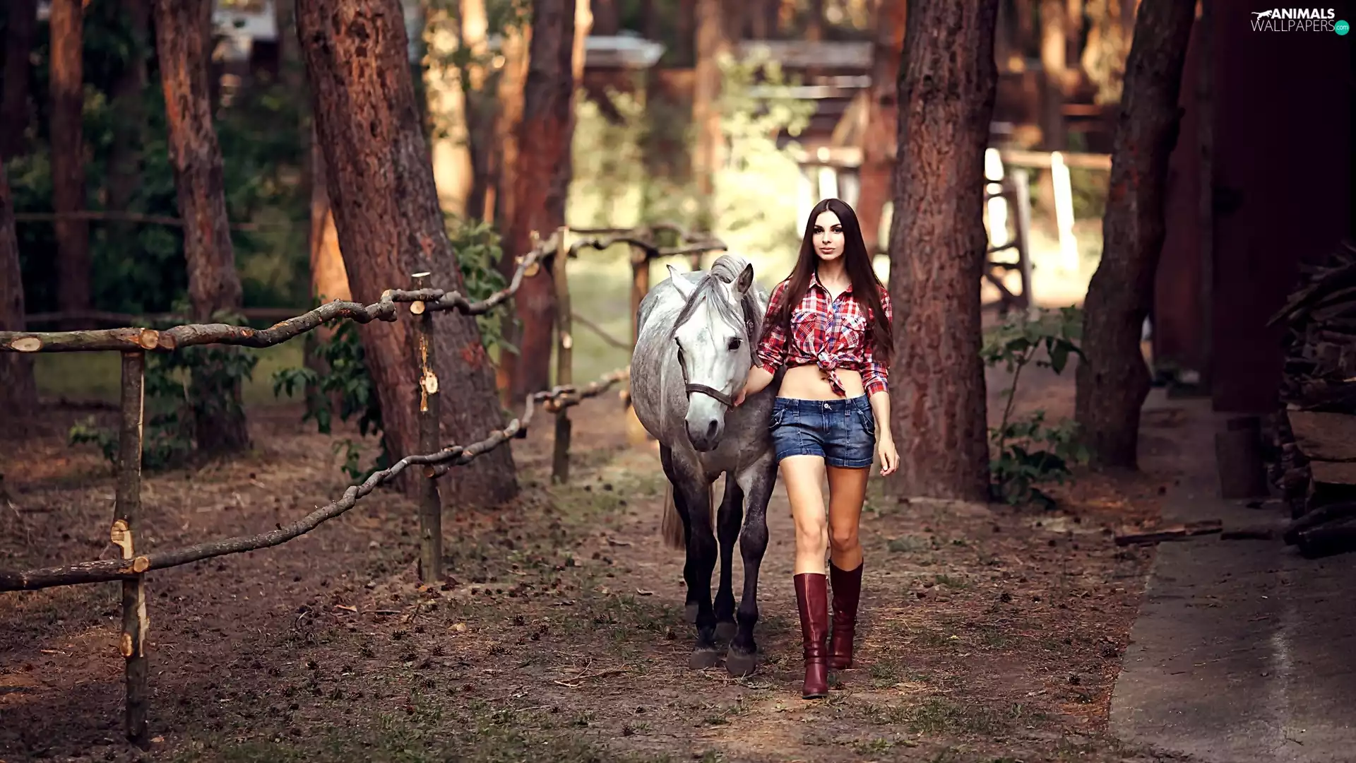 forest, Women, wander, Horse