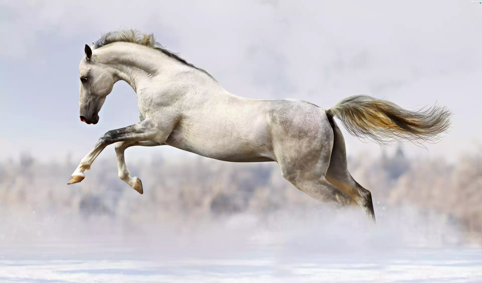Horse, gallop