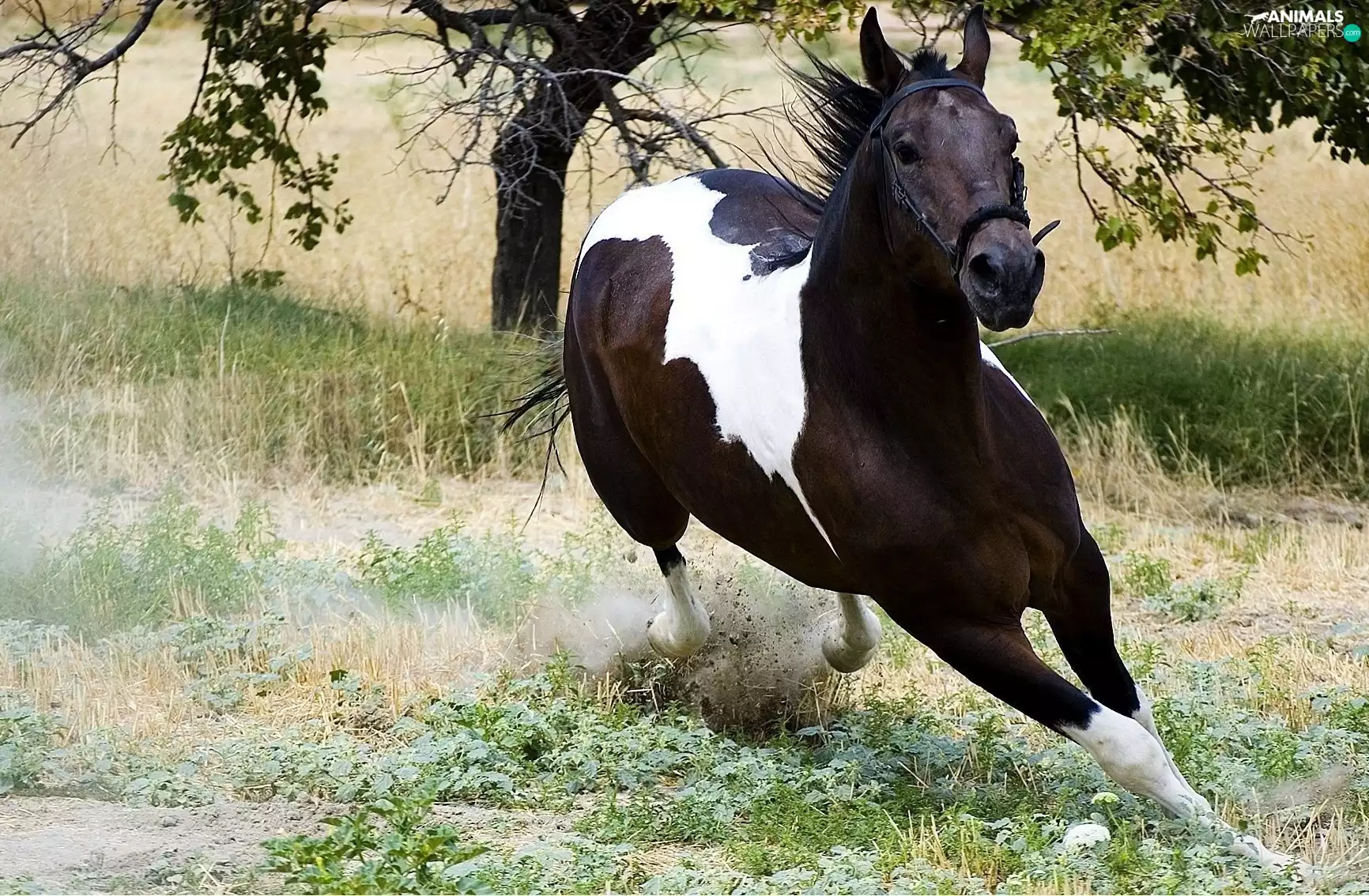 galloping, grass, trees, Horse
