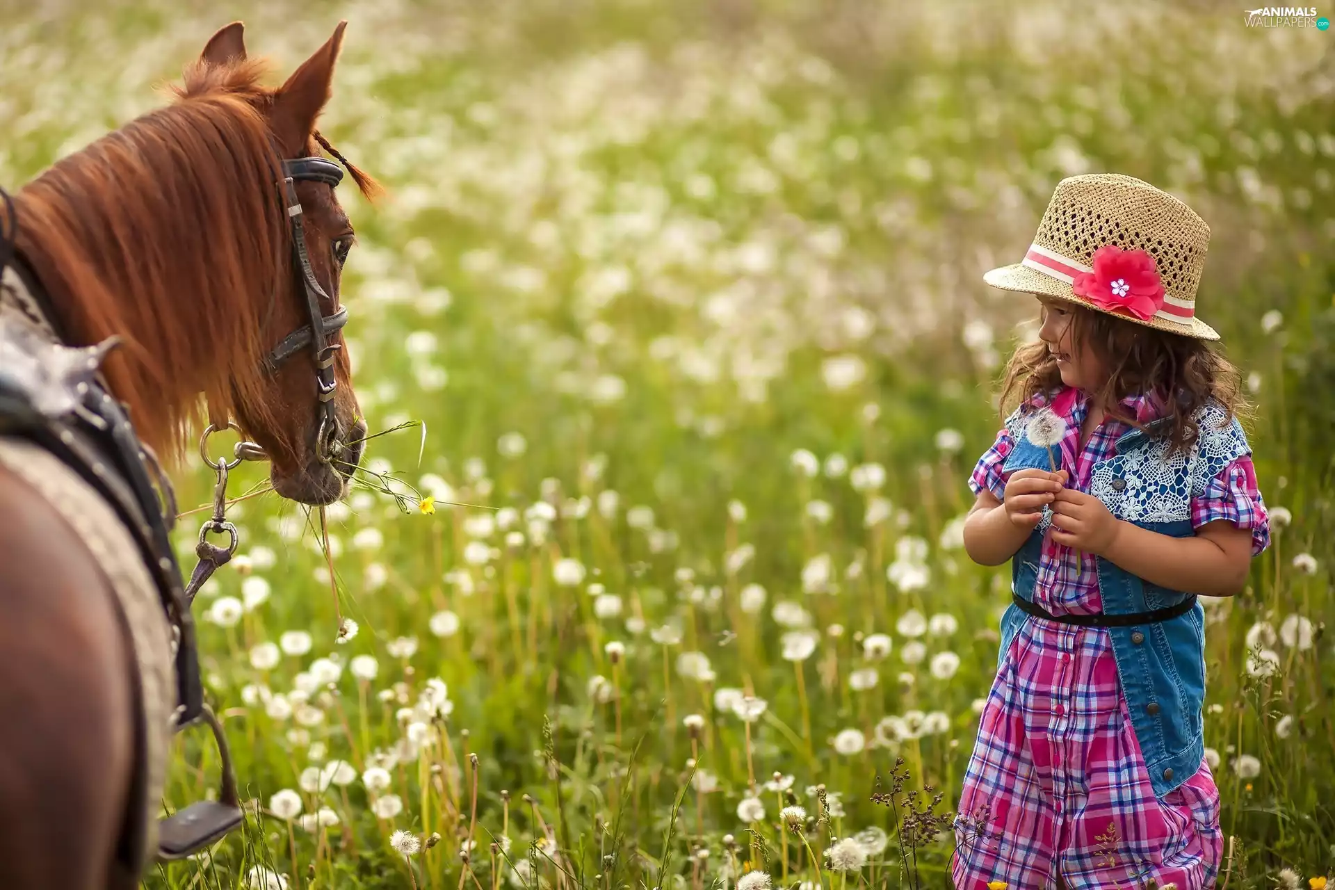 girl, Meadow, Flowers, Horse