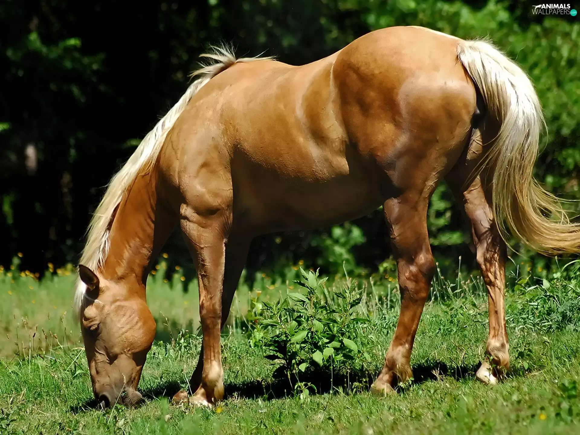 Horse, grass