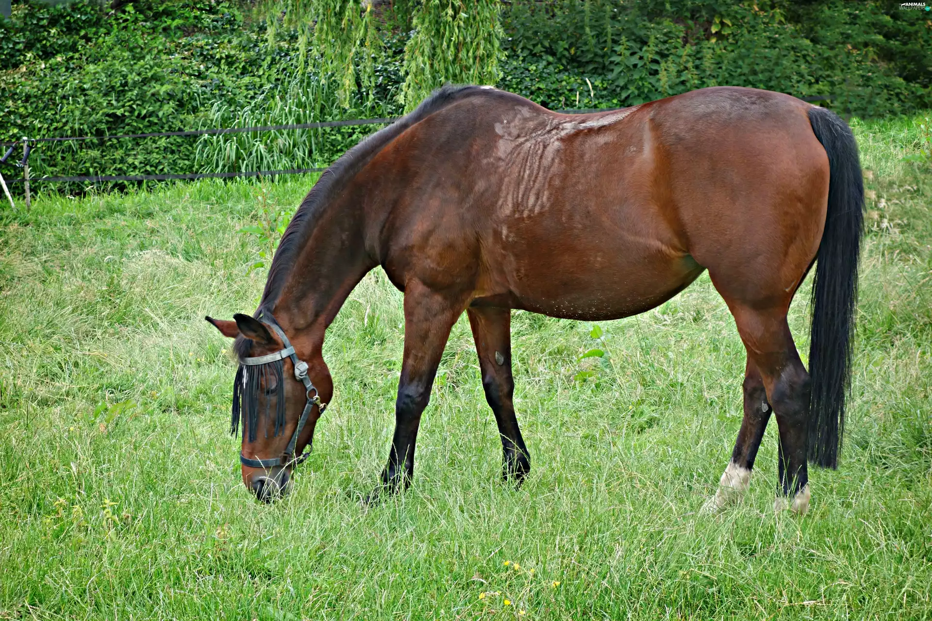 Horse, grass