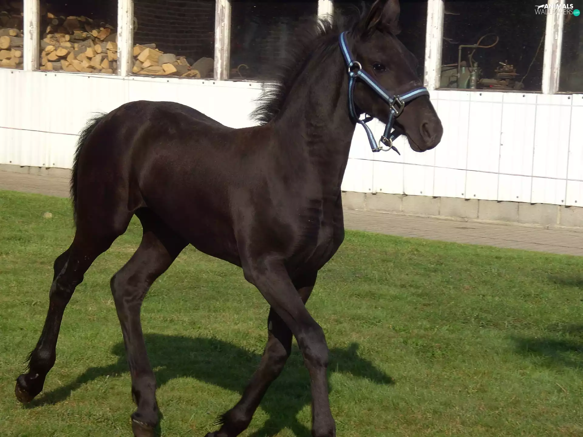 grass, Black, sea-horse