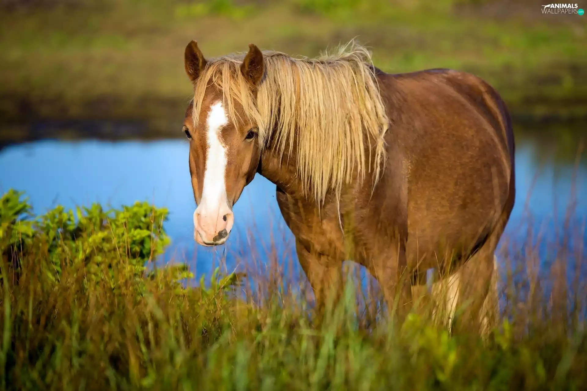 Horse, grass