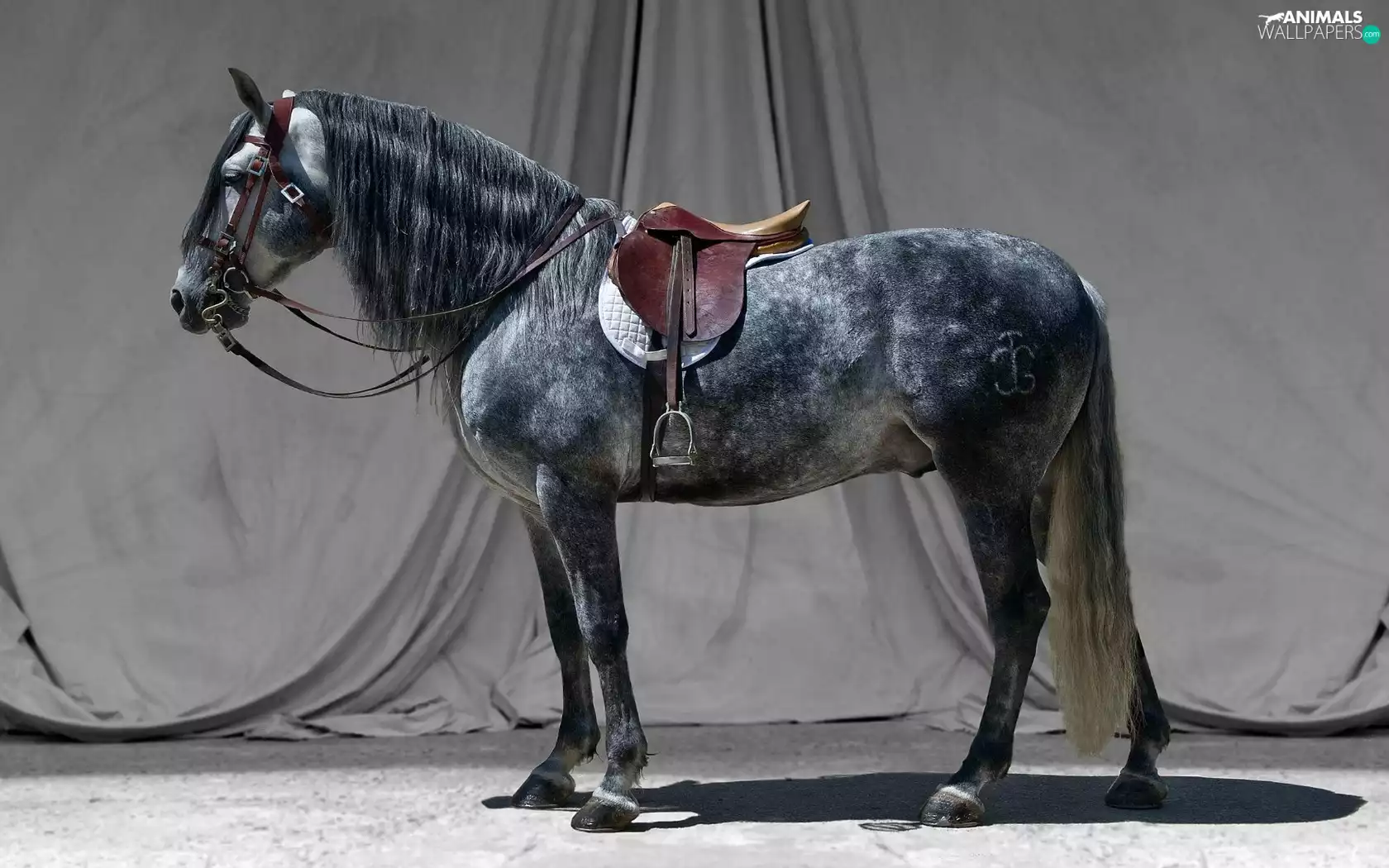 gray, mane, anticline, Horse