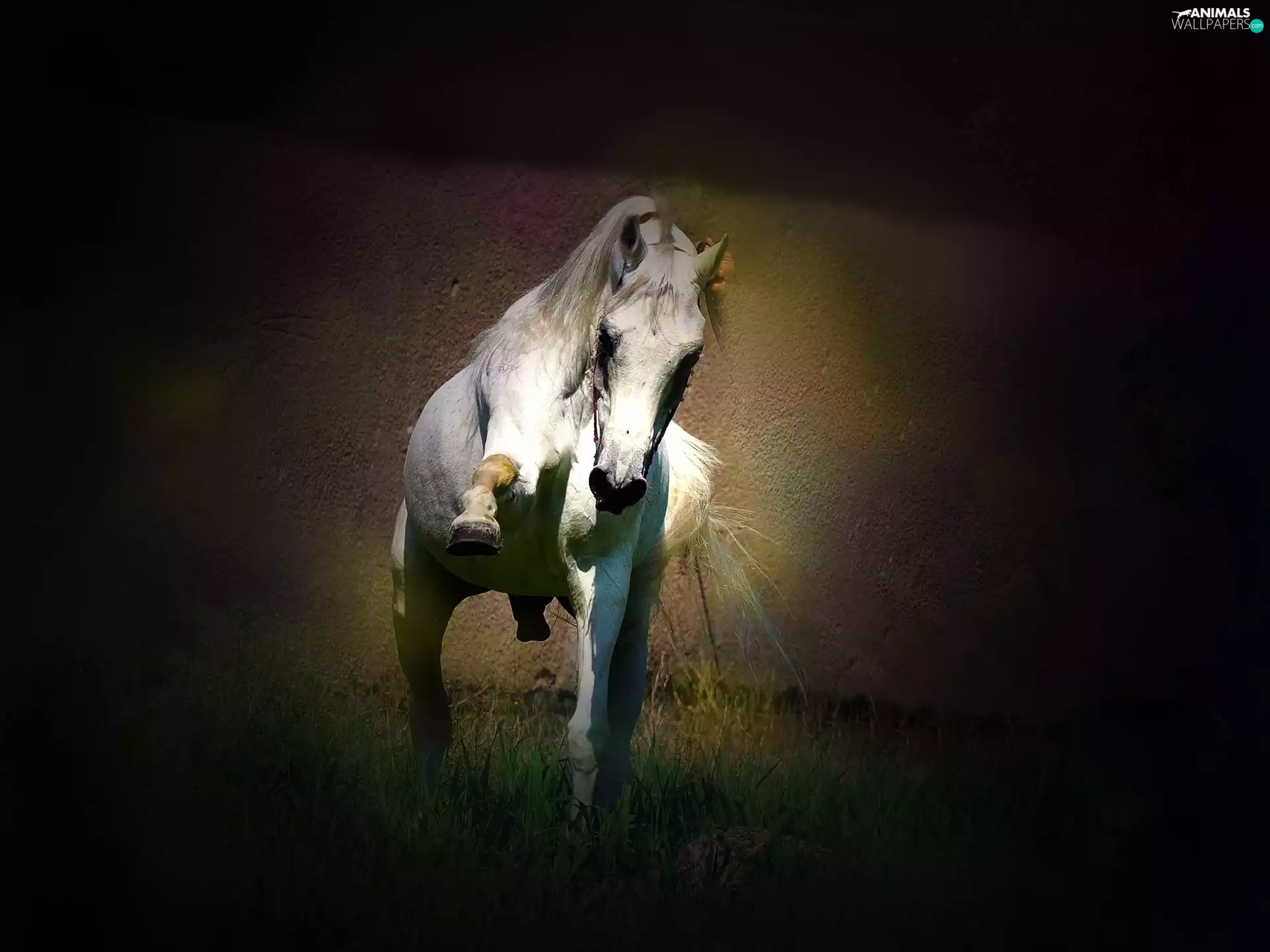 gray, dark, background, Horse