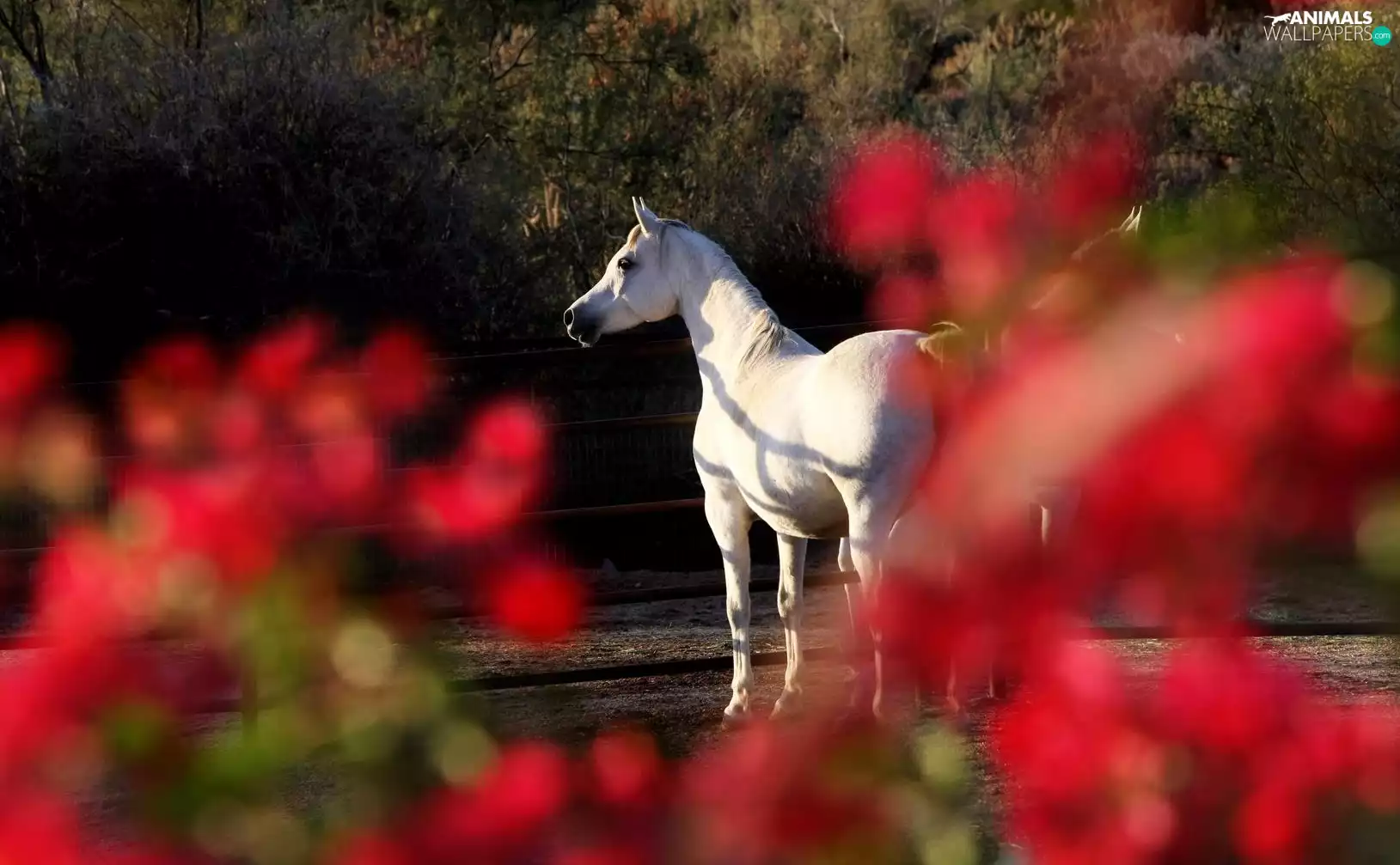 gray, Red, background, Horse