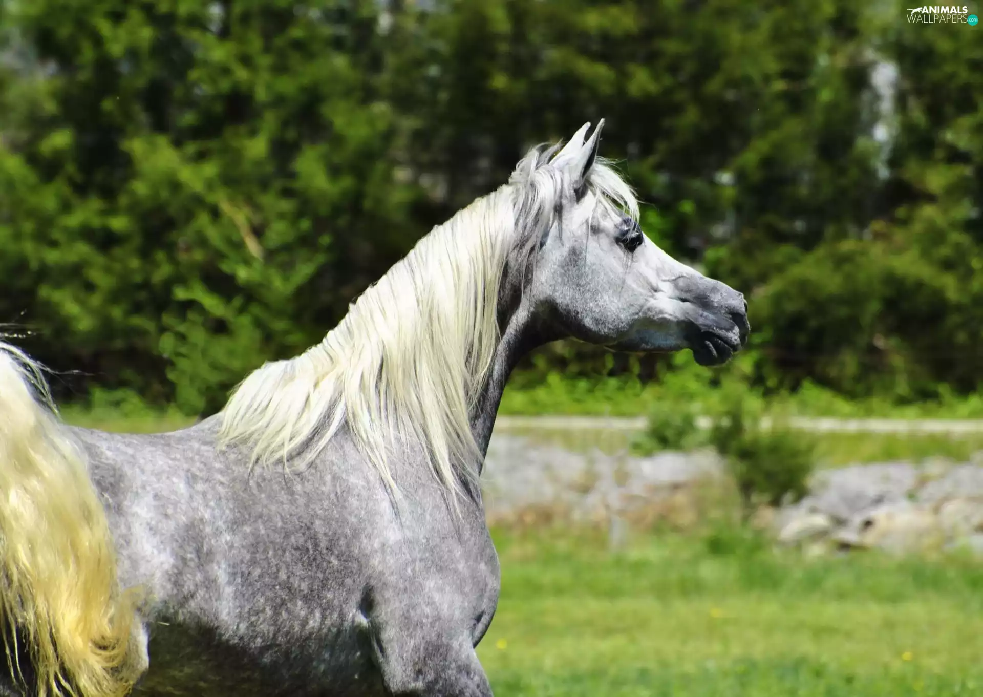 gray, Arab, green, Horse