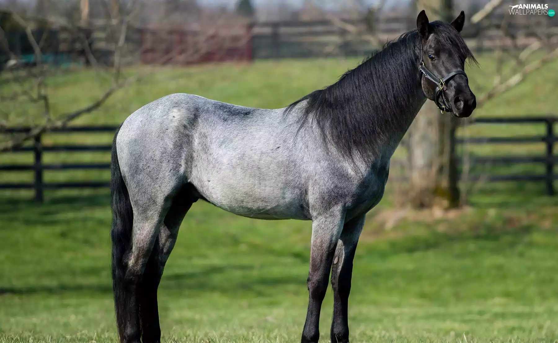 gray, black, mane, Horse