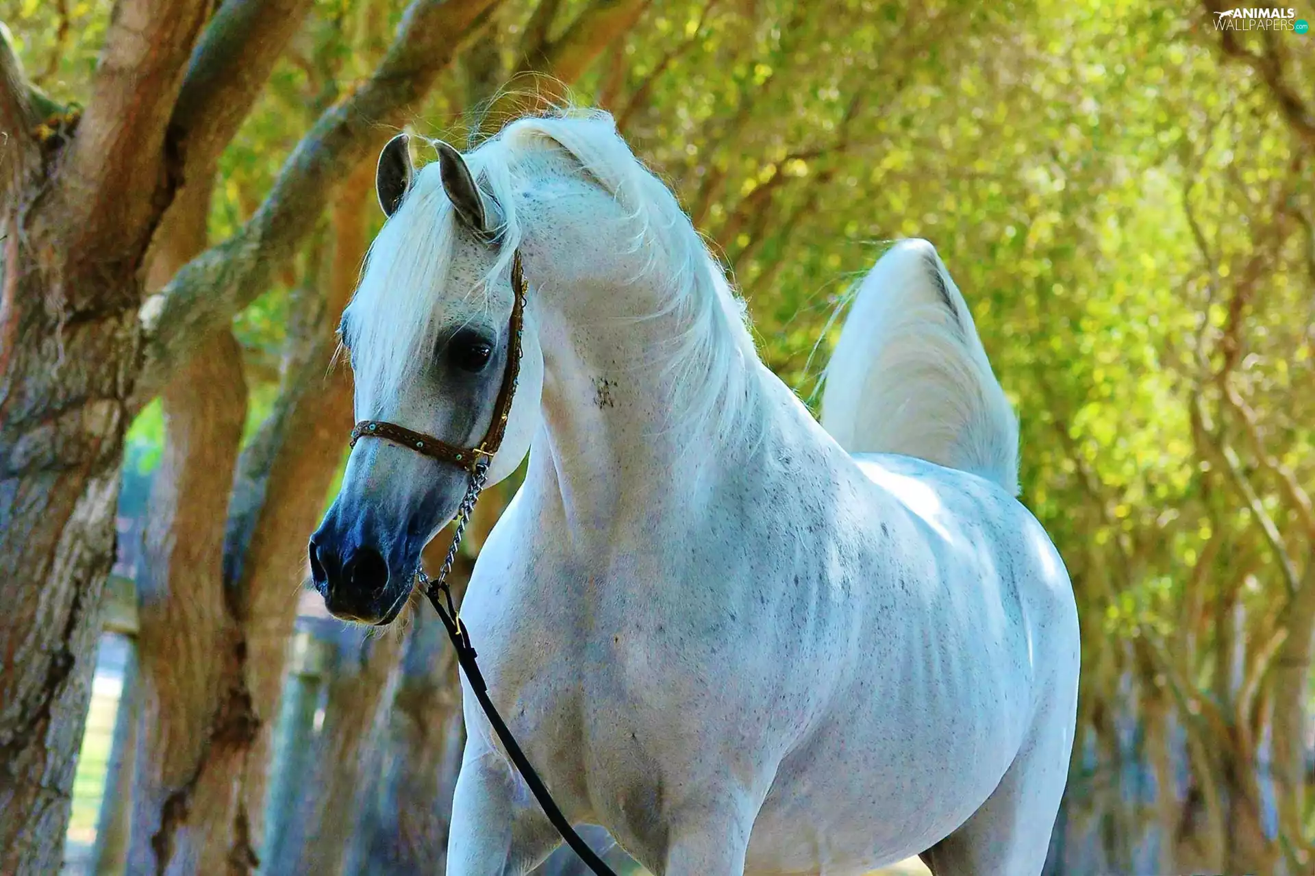 gray, trees, viewes, Horse
