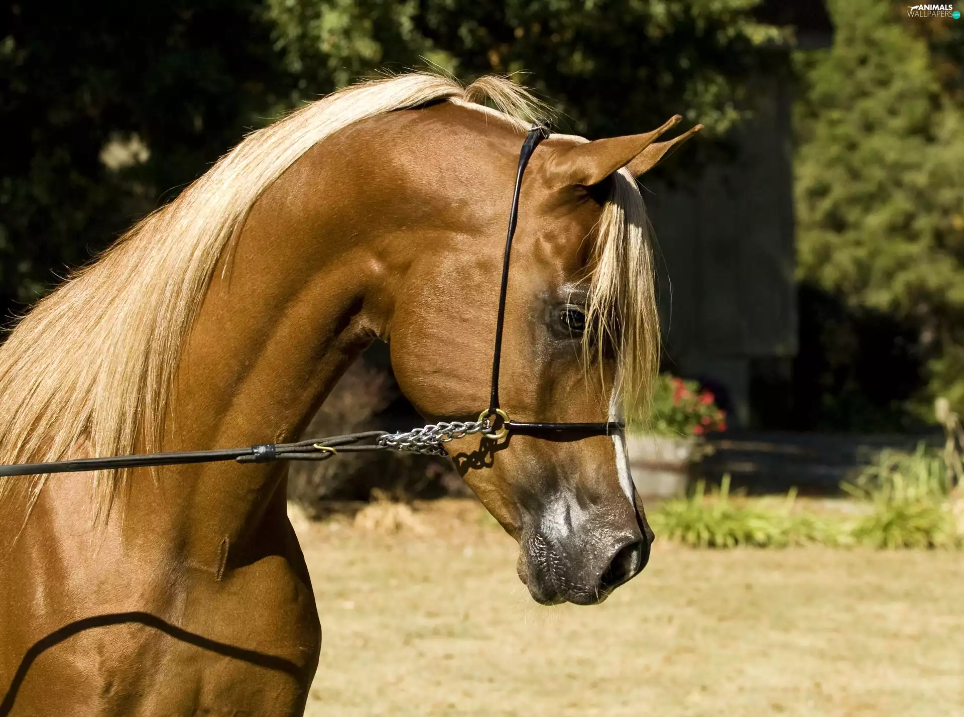 head, bridle, reins, horse