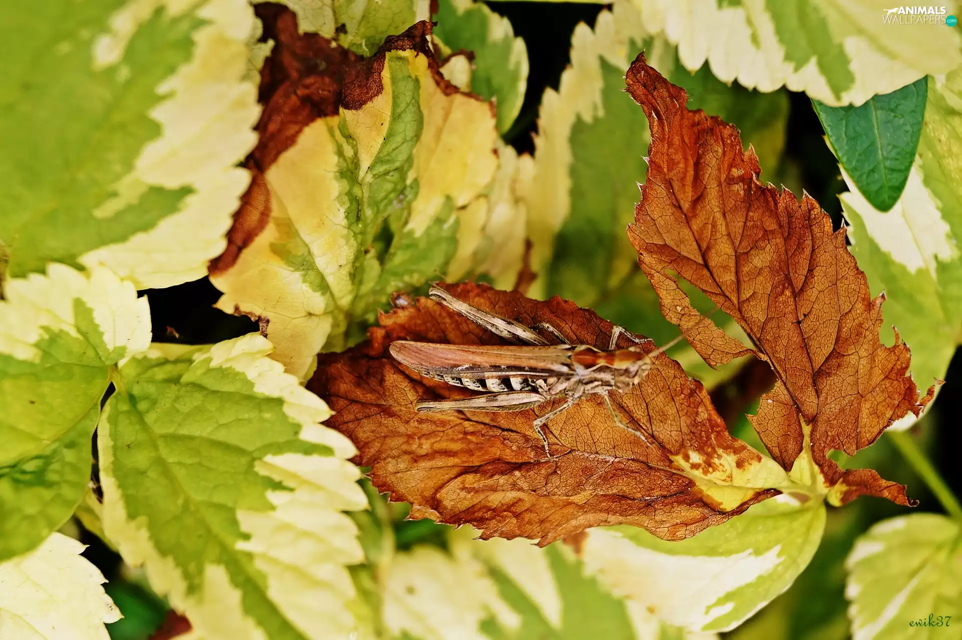 sea-horse, leaf, camouflage, field