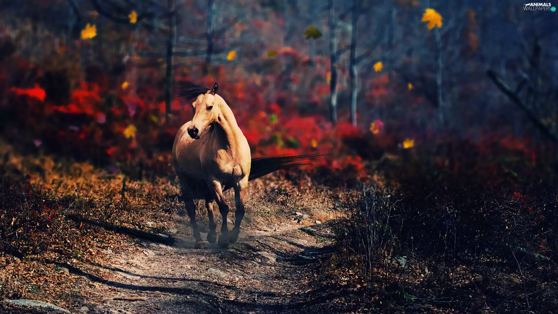 Horse, Leaf