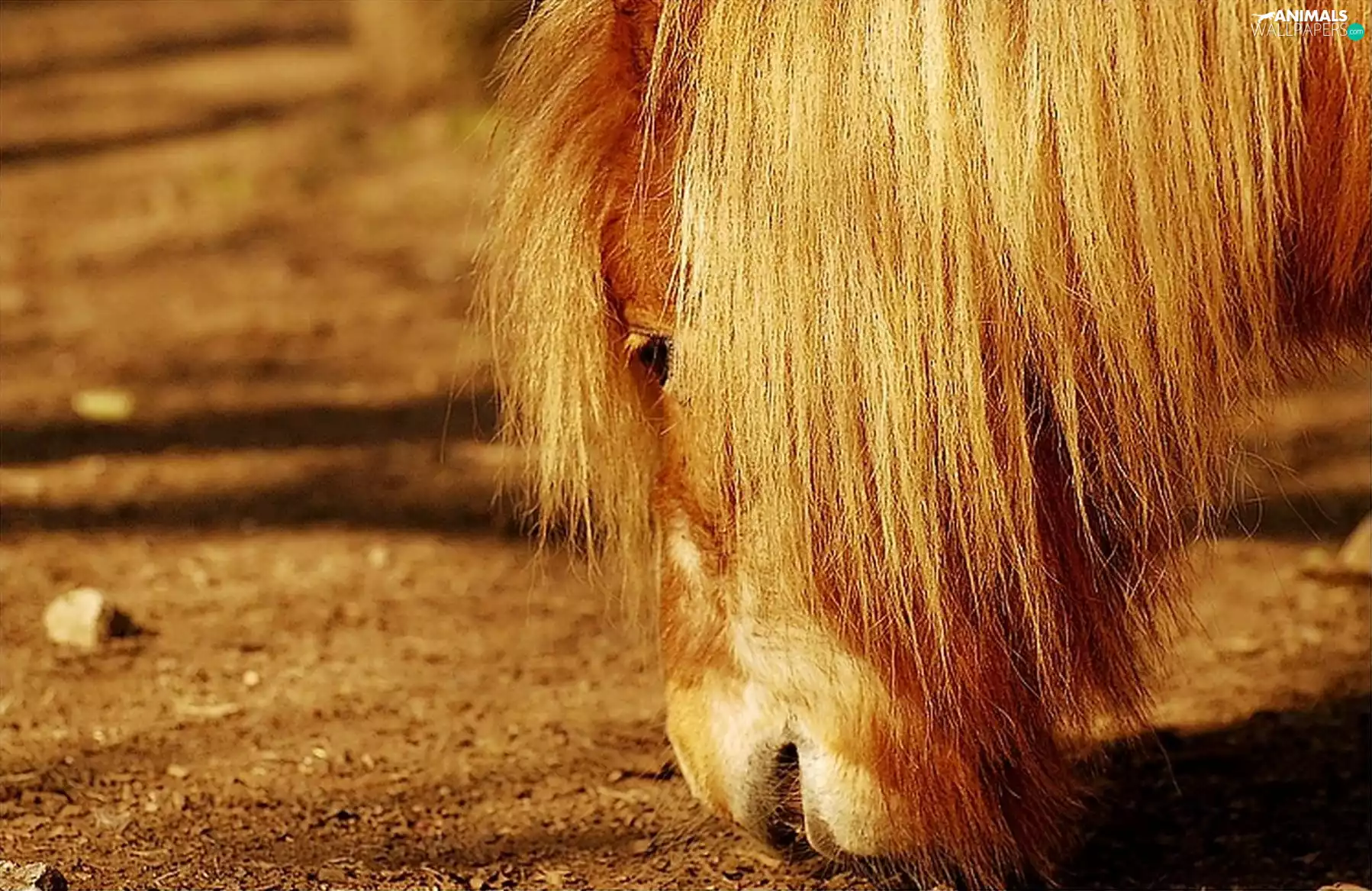 Horse, mane