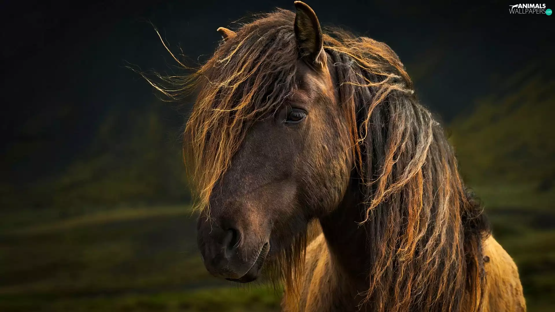 Horse, mane