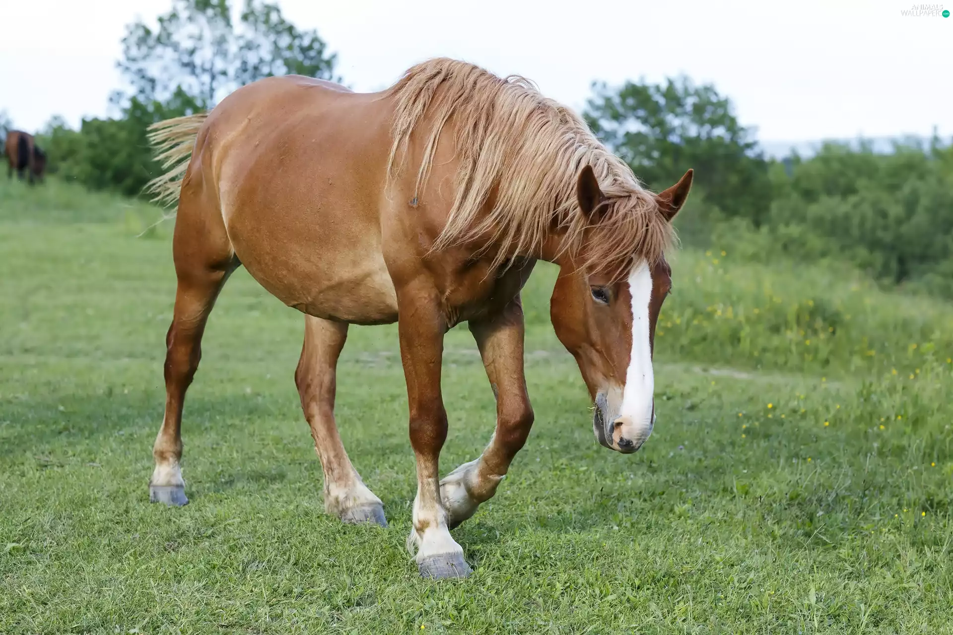 Horse, Meadow
