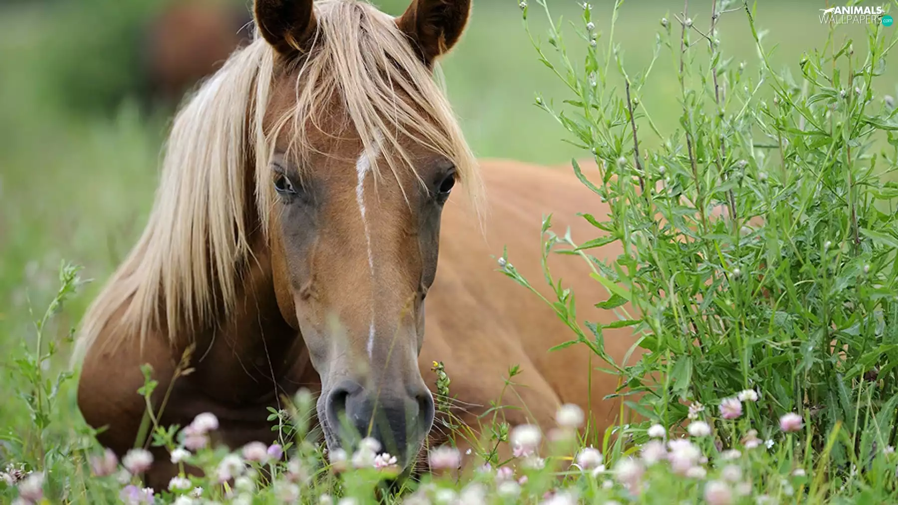 Horse, Meadow