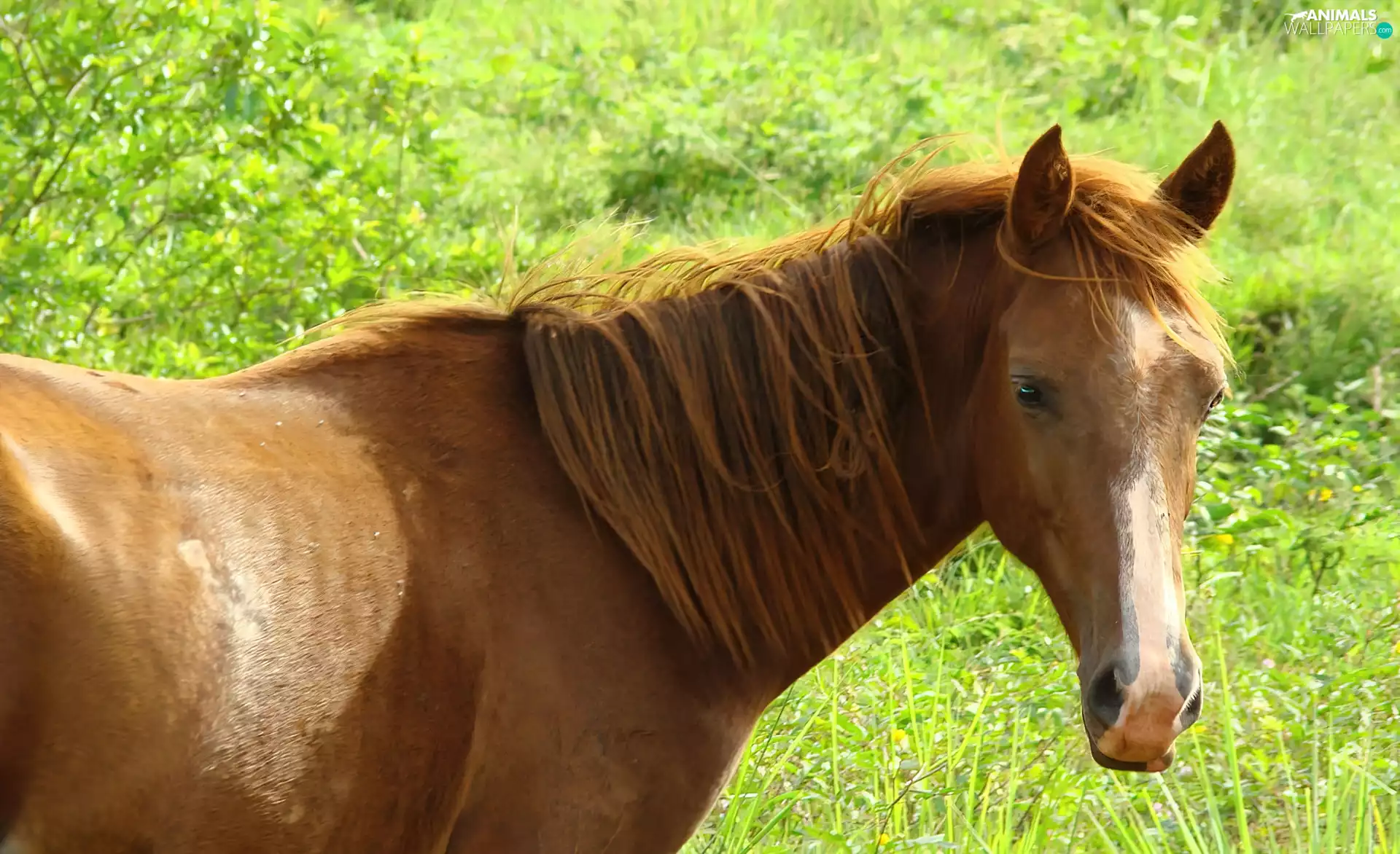 Horse, Meadow