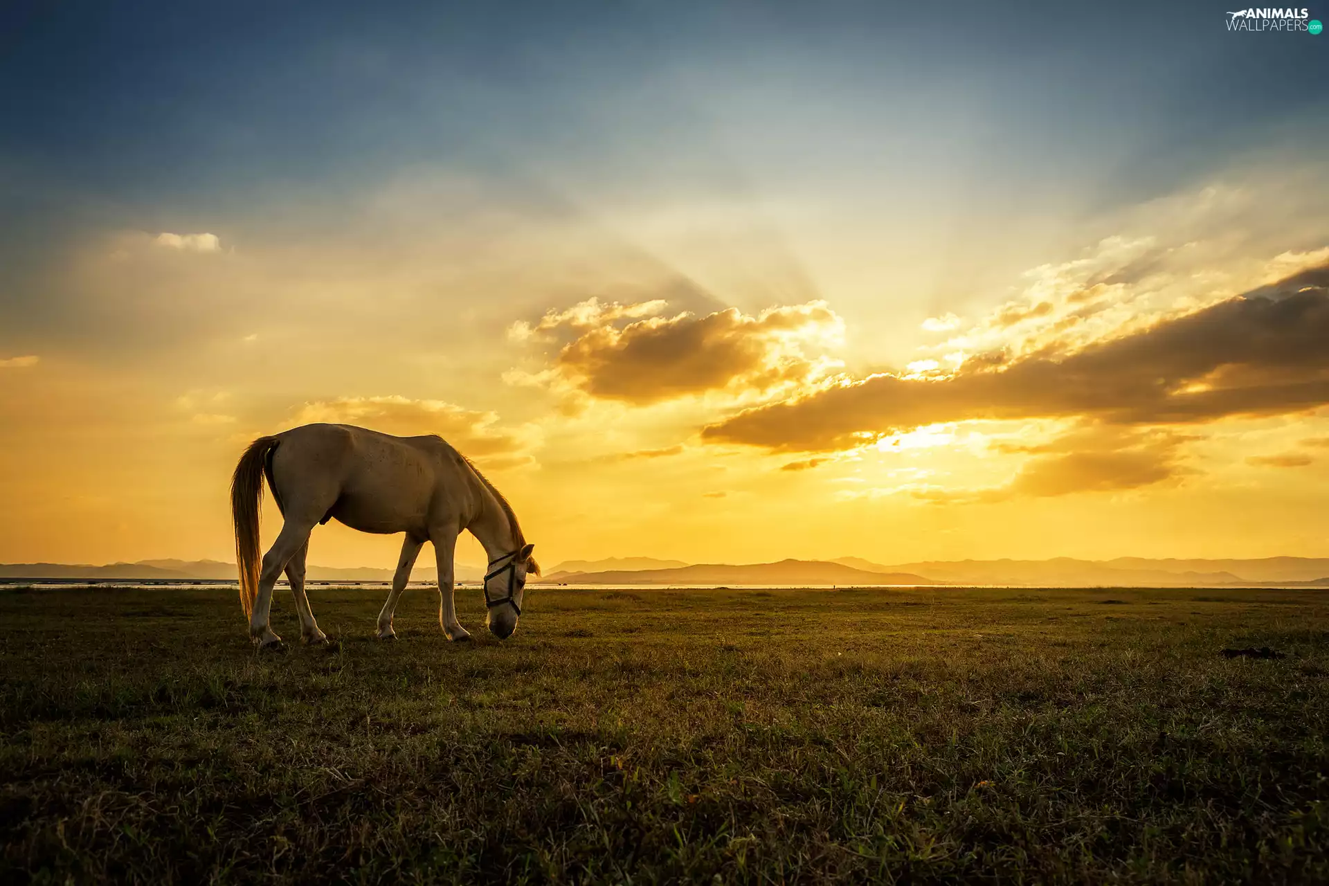 Meadow, Great Sunsets, Horse