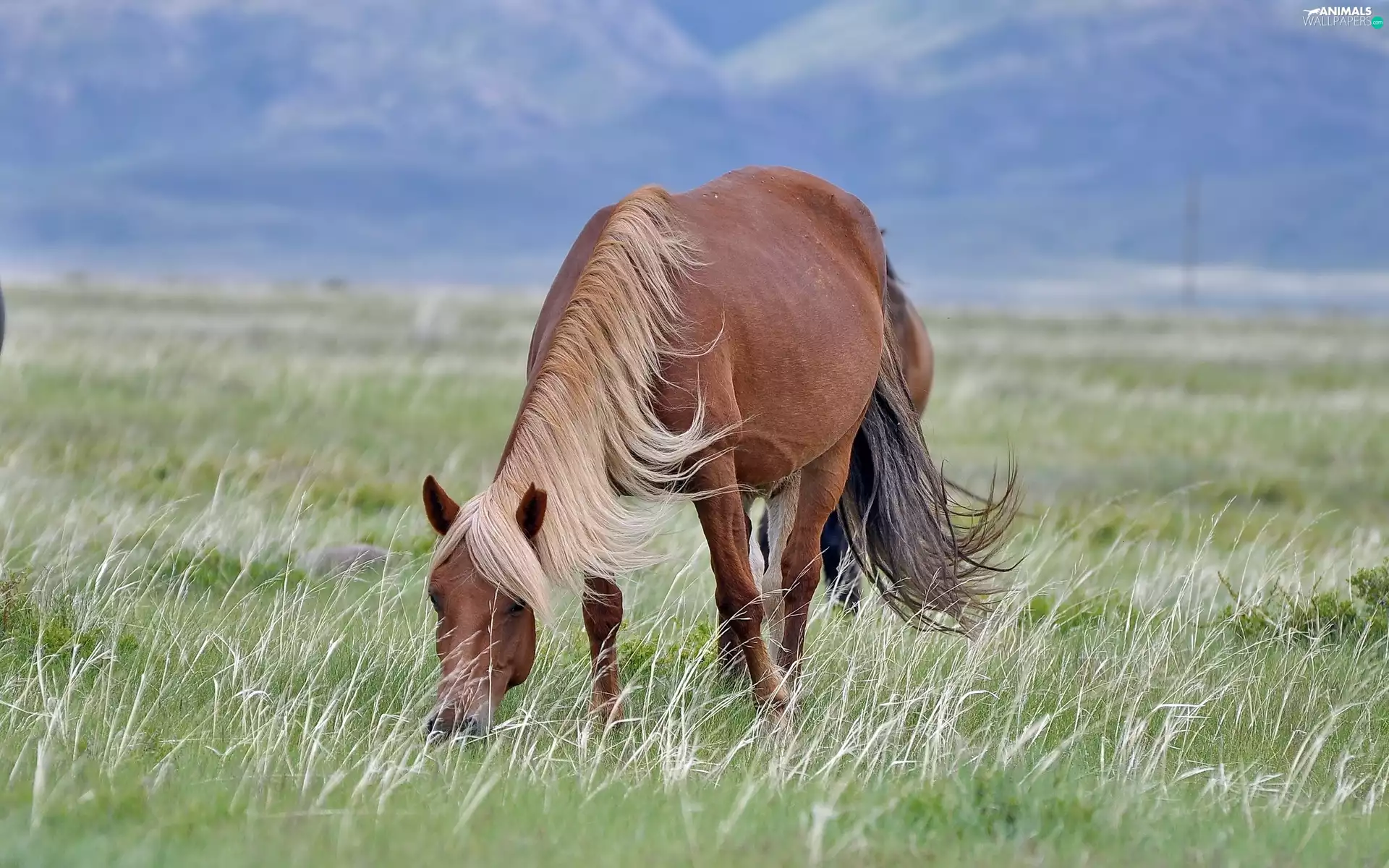 Horse, Meadow