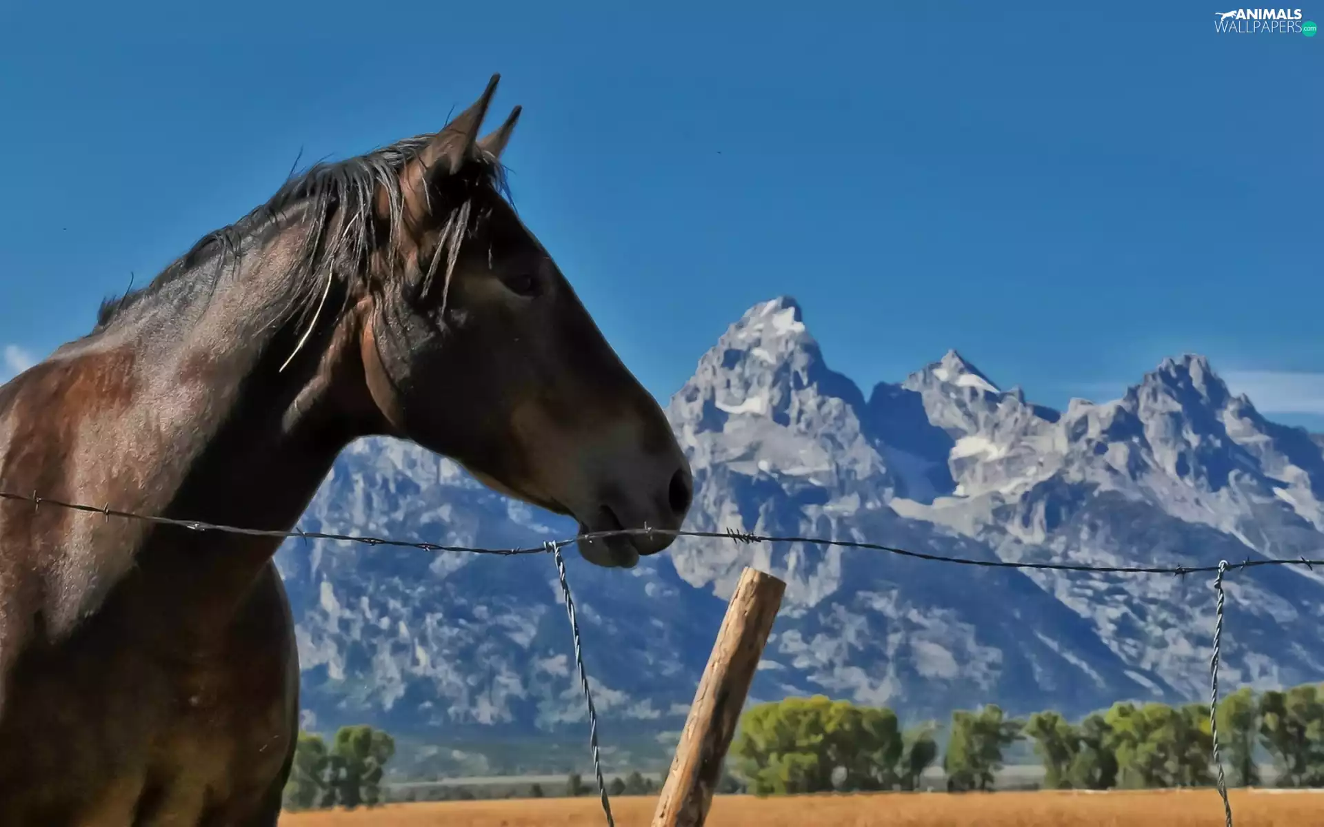 Horse, Mountains