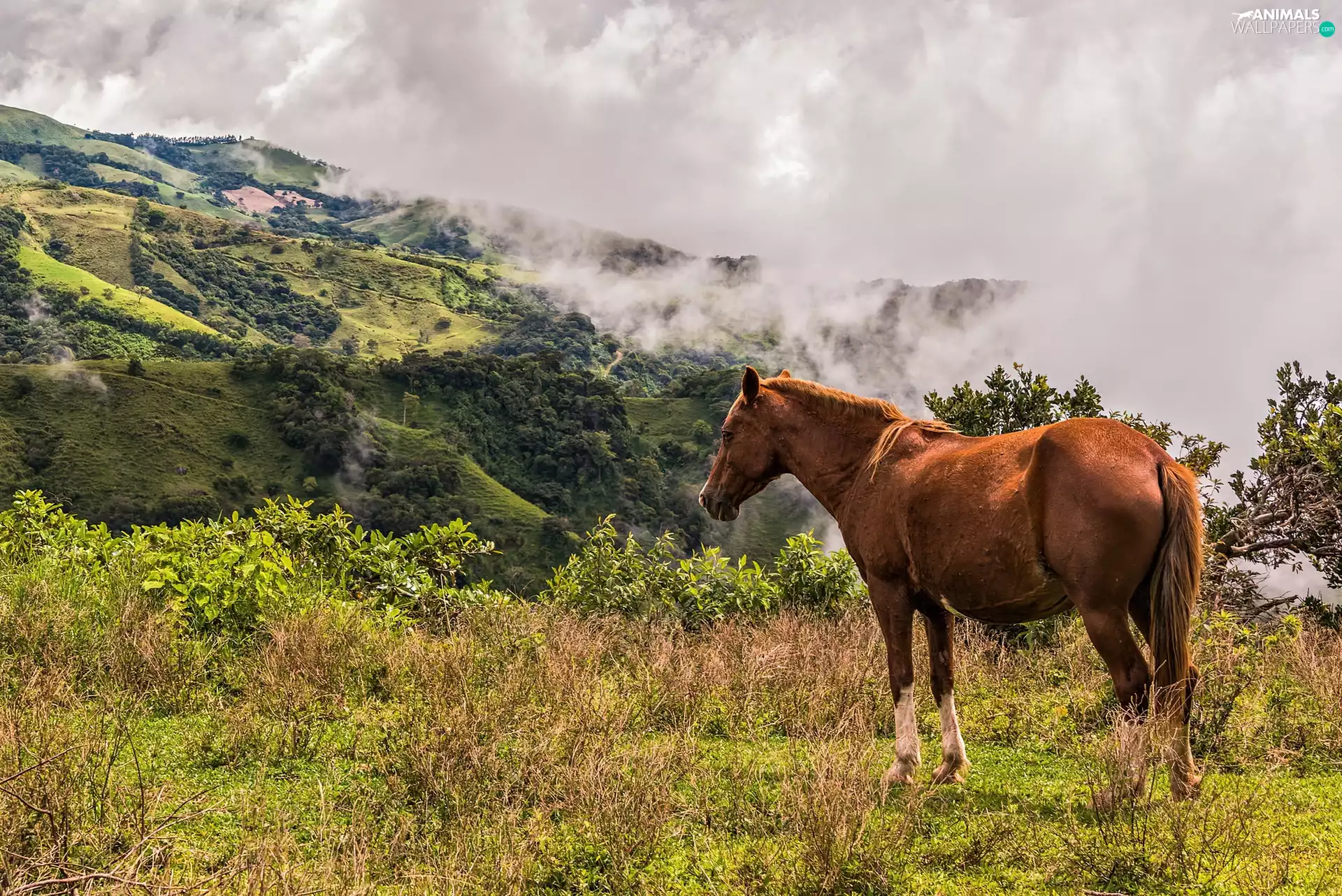 sea-horse, Mountains, Fog, Meadow